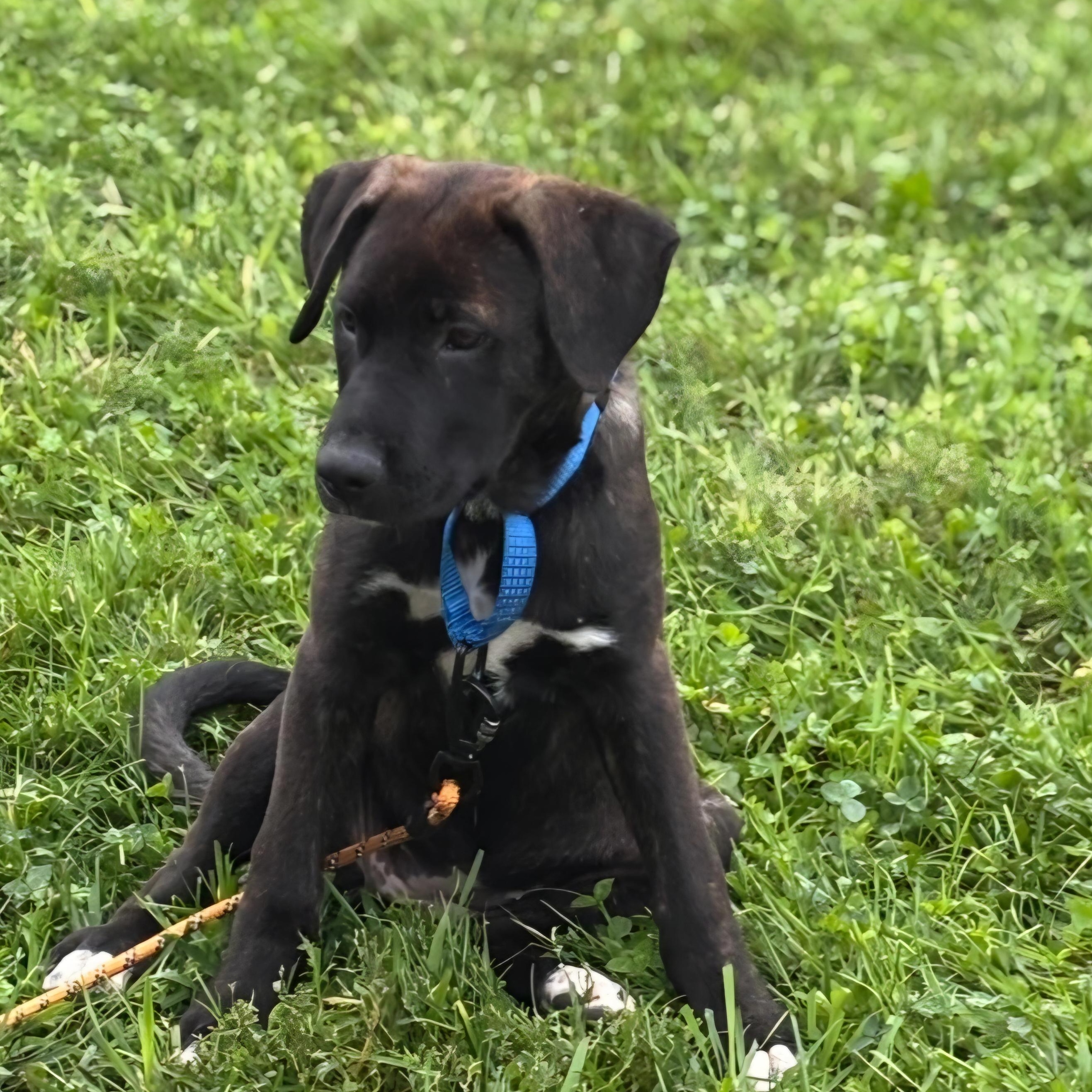 Serena, Adoptable, Puppy Female Mixed Breed & Retriever.