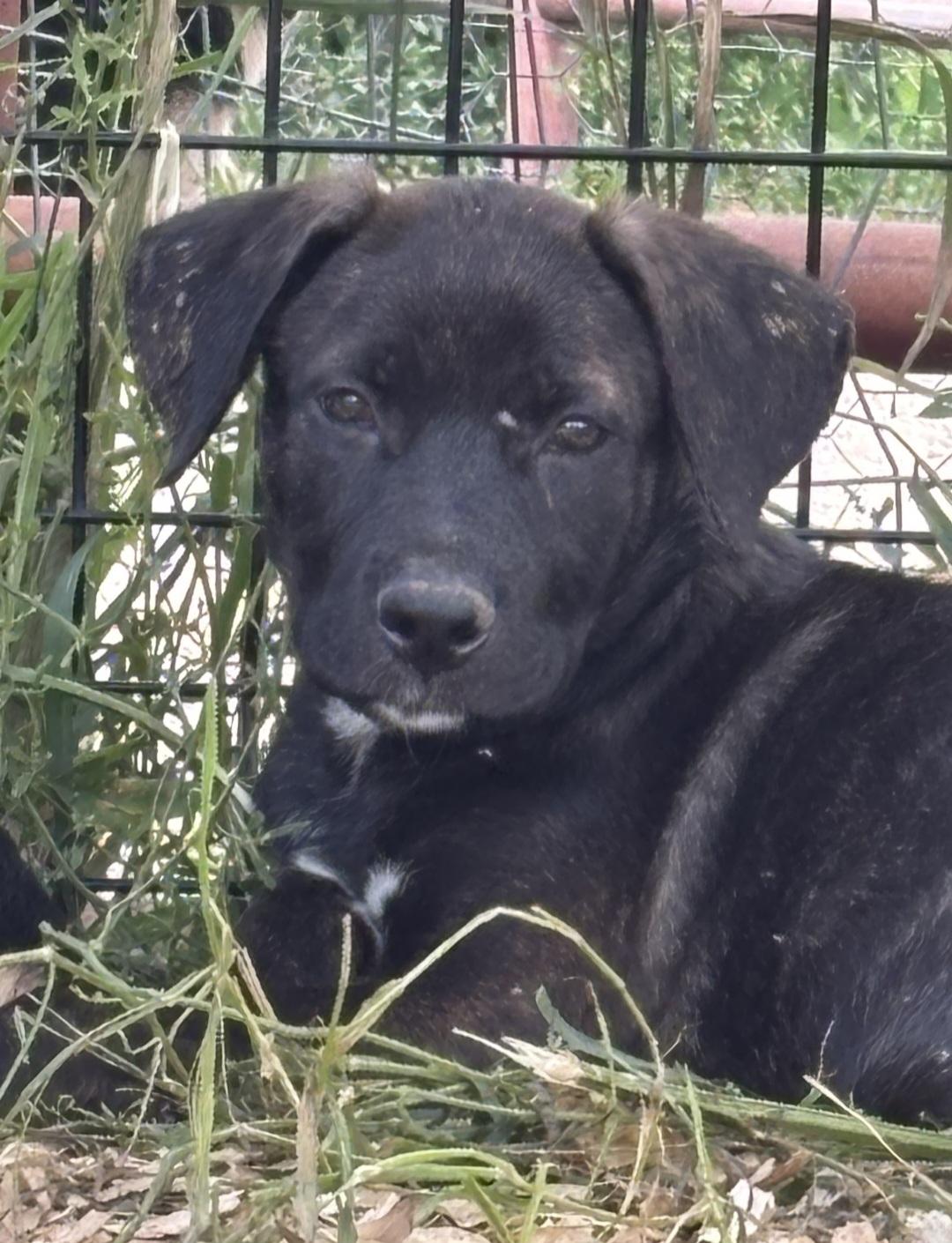 Serena, ADOPTABLE, Puppy Female Mixed Breed & Retriever.