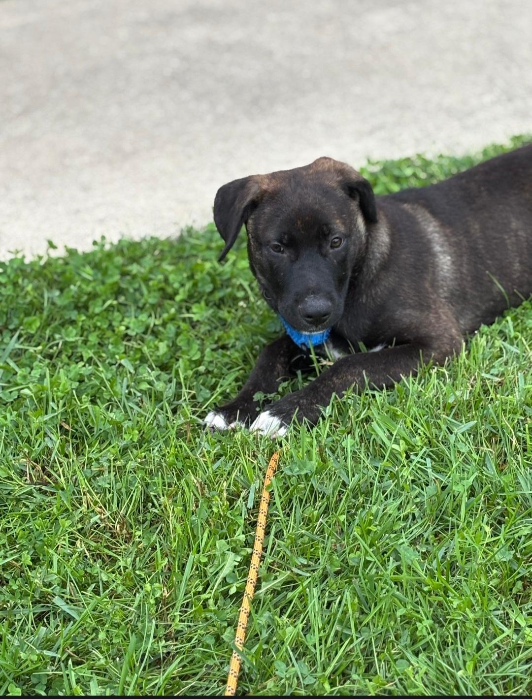 Enlarge Serena, a Adoptable mixed breed in Marengo, IL image 2/6