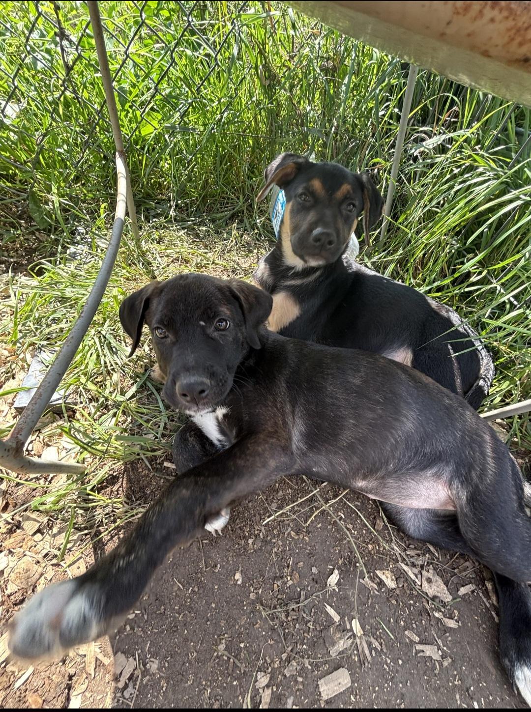 Enlarge Serena, a ADOPTABLE mixed breed in Marengo, IL image 3/6