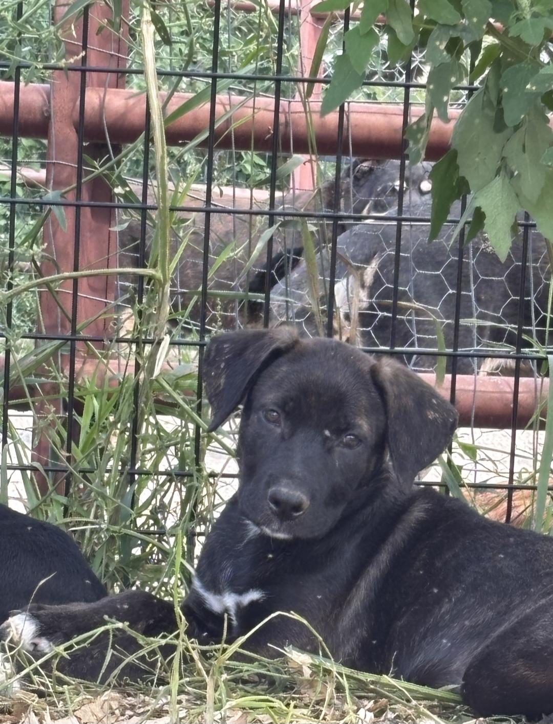 Enlarge Serena, a ADOPTABLE mixed breed in Marengo, IL image 4/6