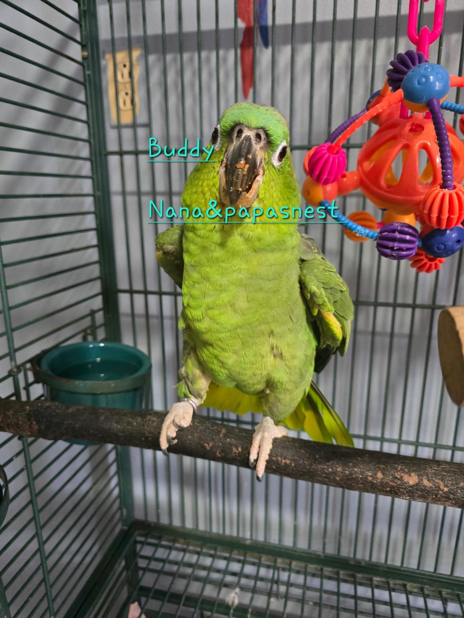 Enlarge Buddy, a Adoptable Amazon in Wakefield, VA image 1/1