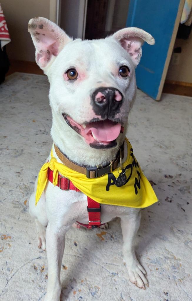 Enlarge Linus, a Adoptable mixed breed in Chico, CA image 1/4
