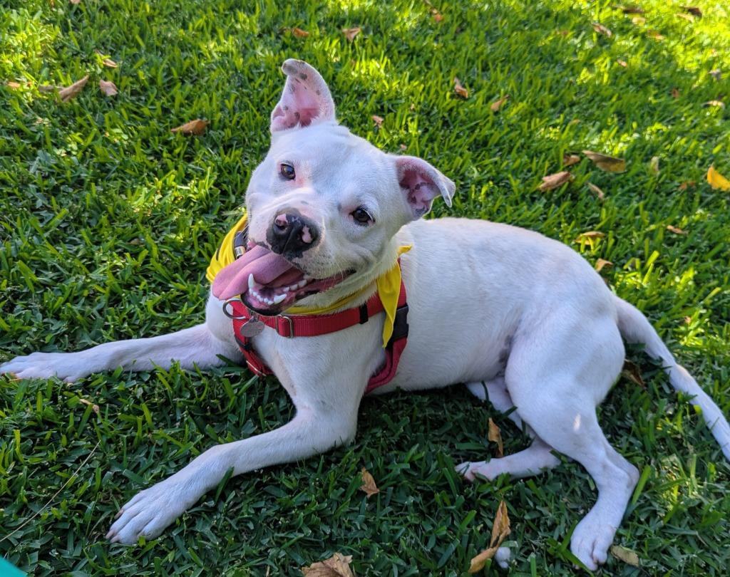 Enlarge Linus, a Adoptable mixed breed in Chico, CA image 2/4