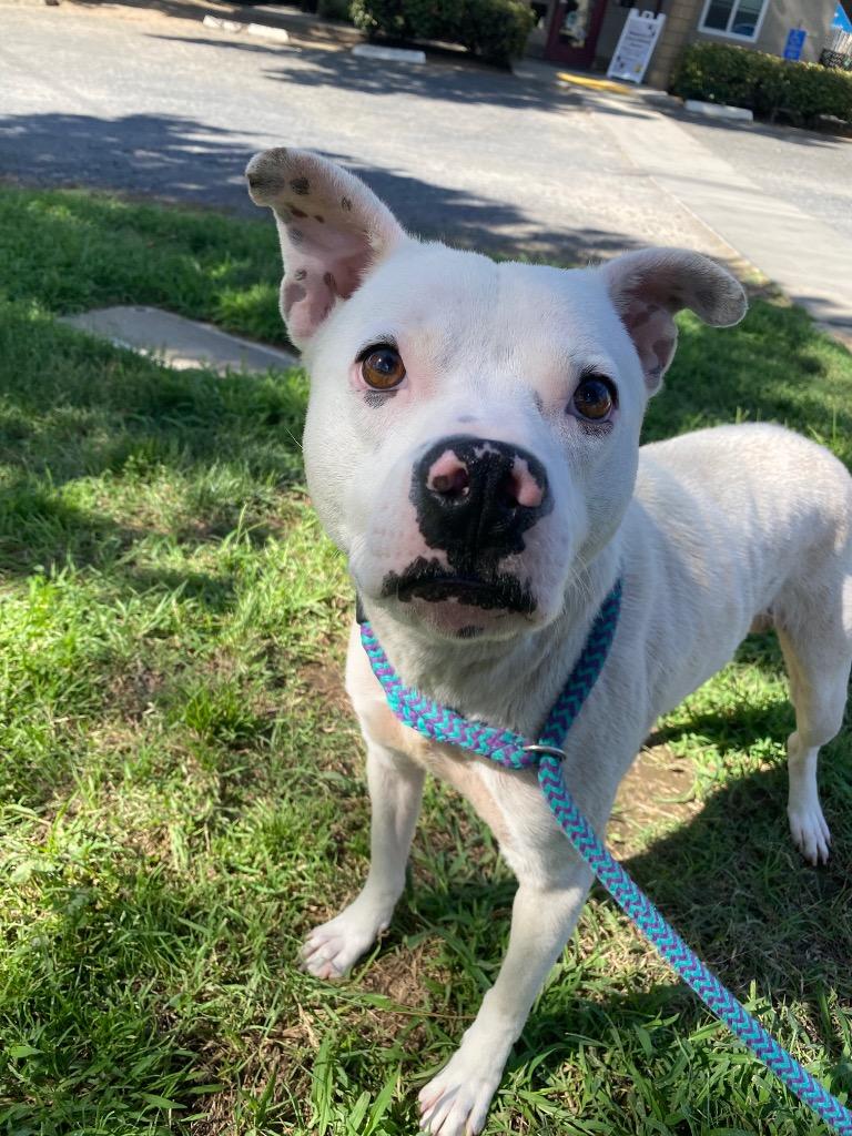 Enlarge Linus, a Adoptable mixed breed in Chico, CA image 4/4