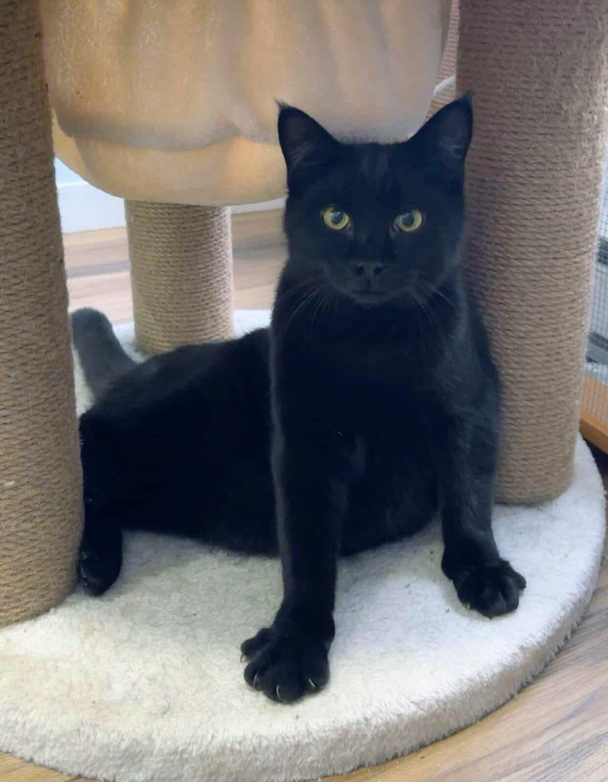 Enlarge Marlow, a Adoptable Domestic Short Hair in Courtenay, BC image 1/4