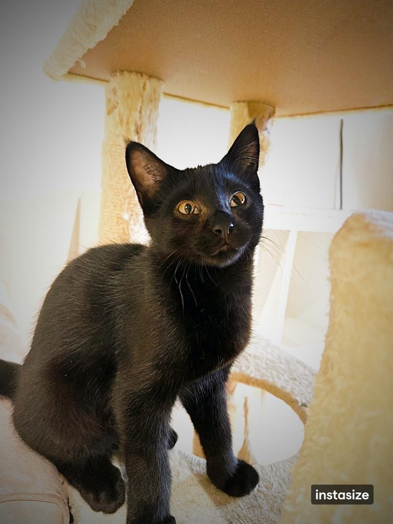 Marlow, a Adoptable Domestic Short Hair in Courtenay, BC image 2/3