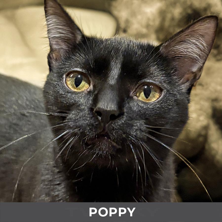 Poppy, Adoptable, Kitten Female Domestic Short Hair.