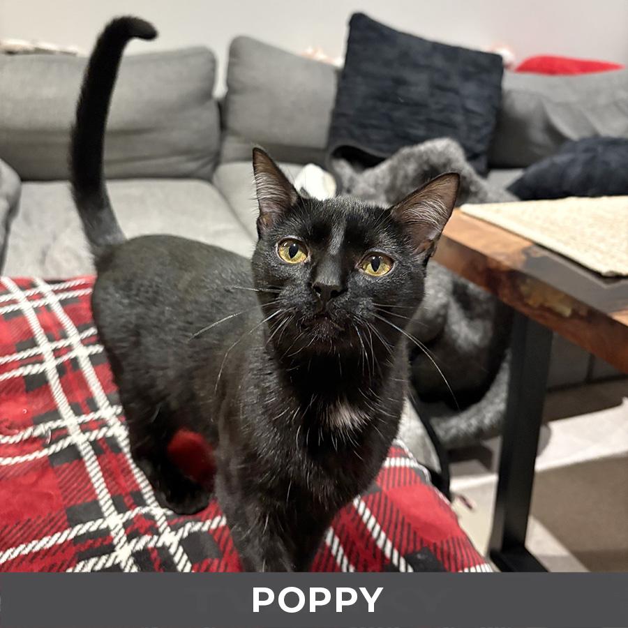 Enlarge Poppy, a Adoptable Domestic Short Hair in Etobicoke, ON image 2/2