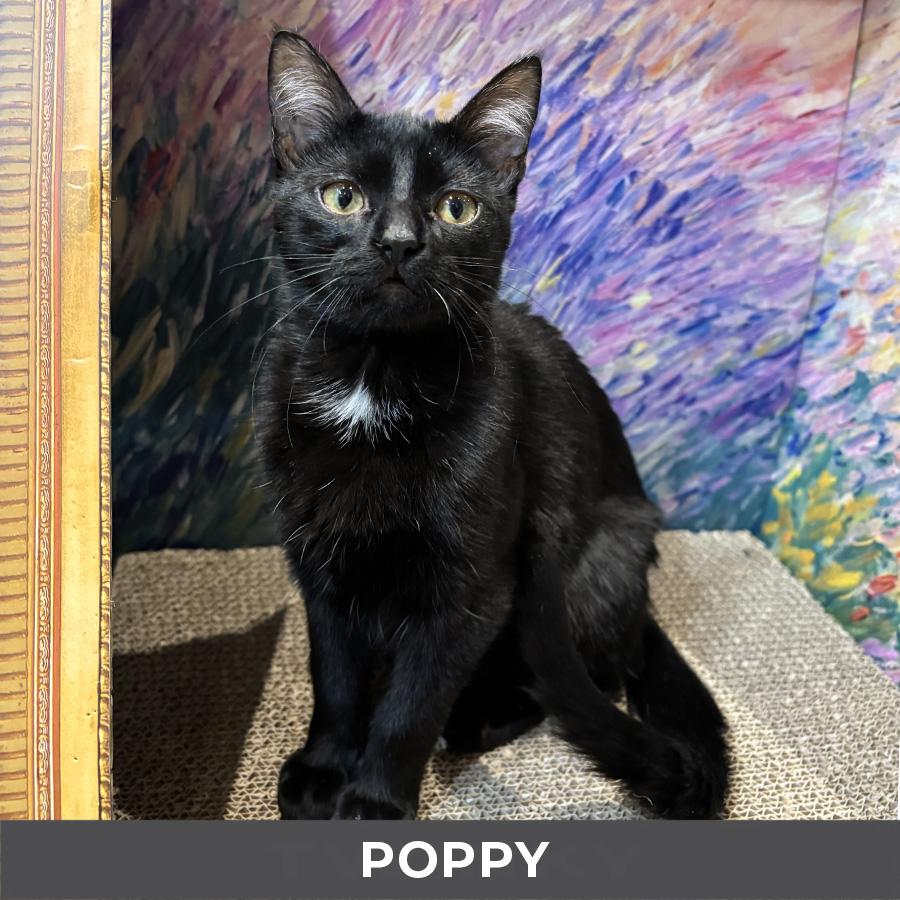 Enlarge Poppy, a Adoptable Domestic Short Hair in Etobicoke, ON image 3/4