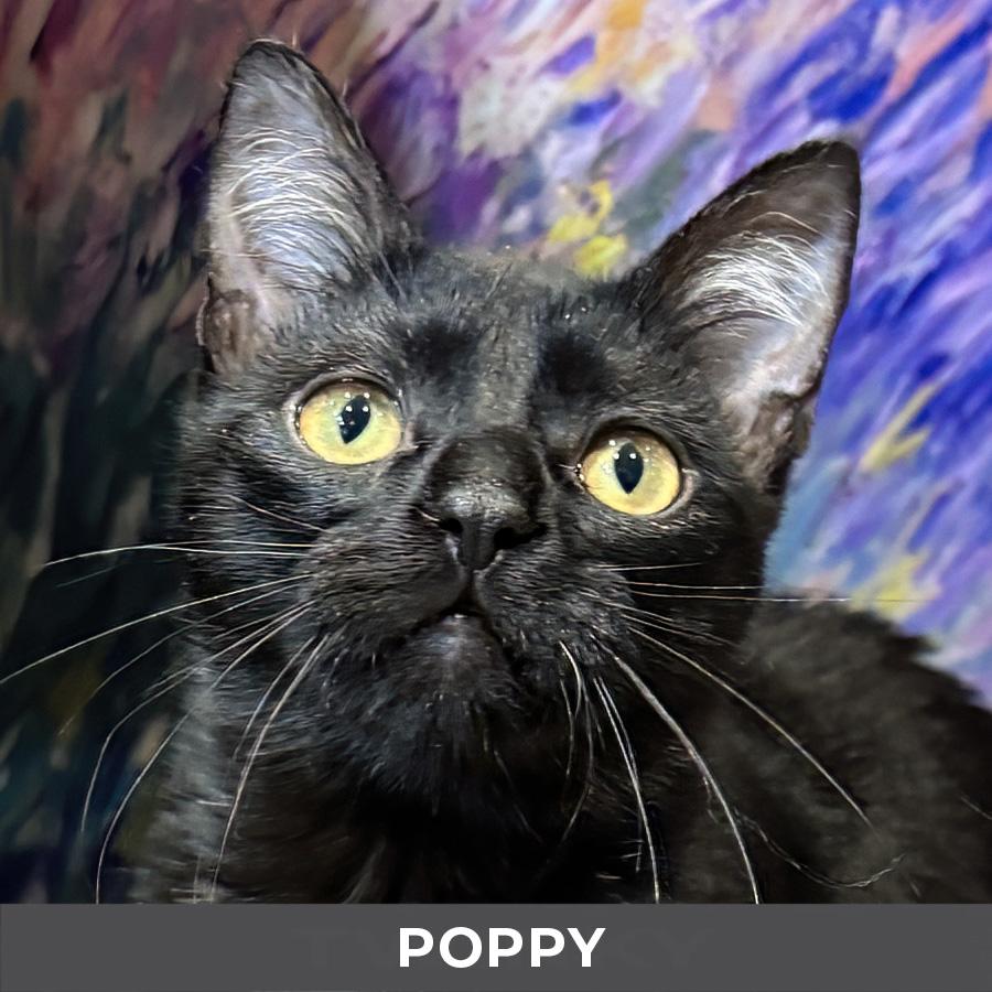 Enlarge Poppy, a Adoptable Domestic Short Hair in Etobicoke, ON image 1/4