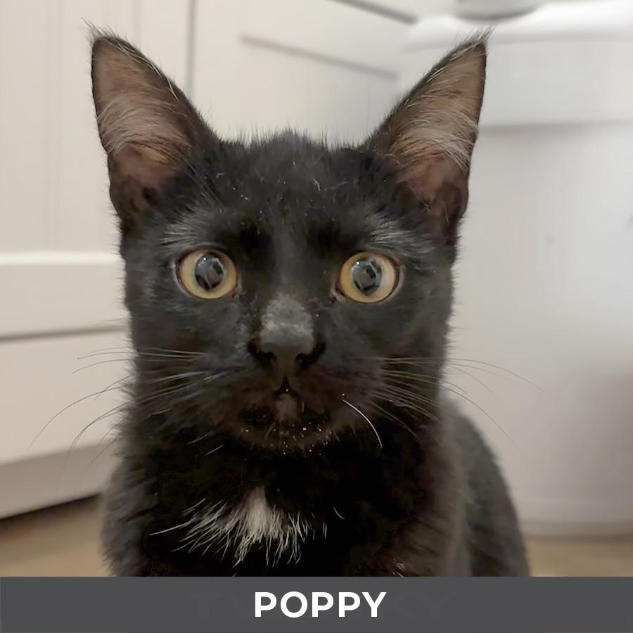 Enlarge Poppy, a Adoptable Domestic Short Hair in Etobicoke, ON image 2/4