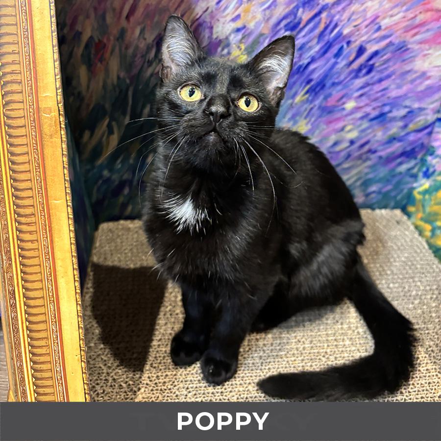 Enlarge Poppy, a Adoptable Domestic Short Hair in Etobicoke, ON image 4/4