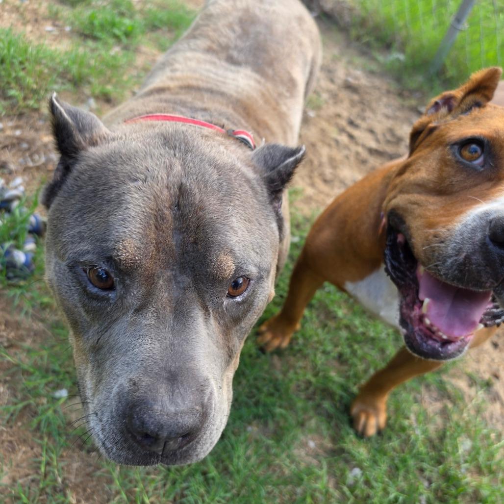 Junior, a Adoptable American Staffordshire Terrier in Melrose, FL image 1/6