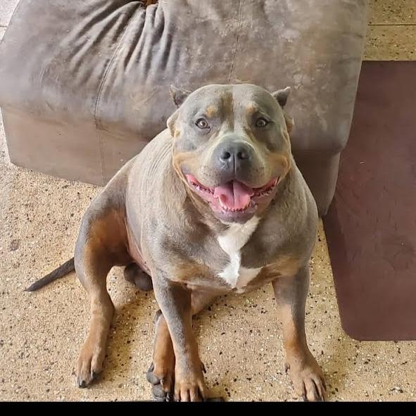 Enlarge Junior, a Adoptable American Staffordshire Terrier in Melrose, FL image 1/1