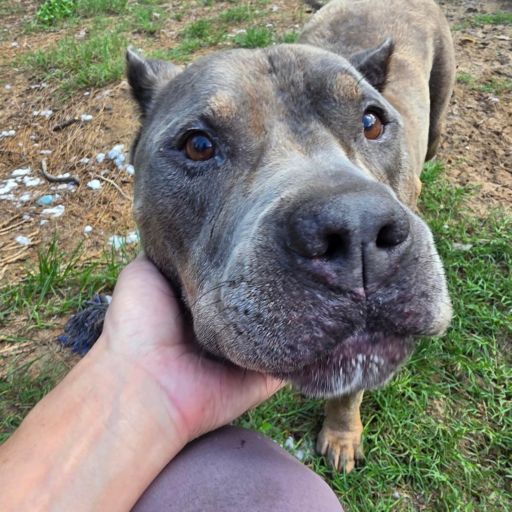 Junior, a Adoptable American Staffordshire Terrier in Melrose, FL image 3/6