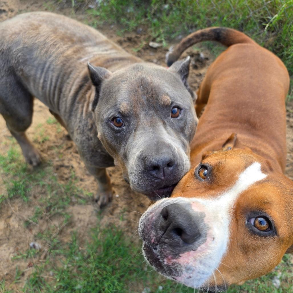 Junior, a Adoptable American Staffordshire Terrier in Melrose, FL image 4/6