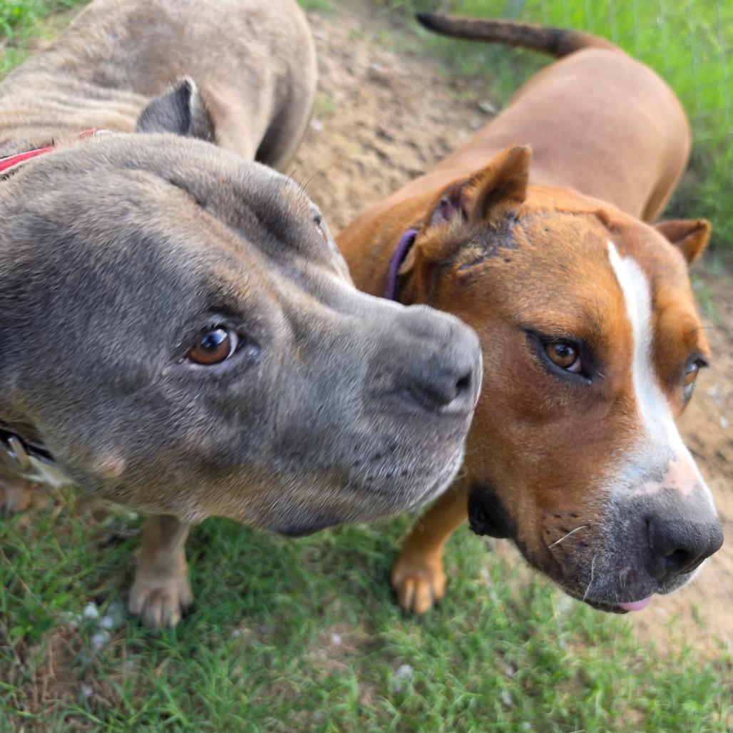 Junior, a Adoptable American Staffordshire Terrier in Melrose, FL image 5/6