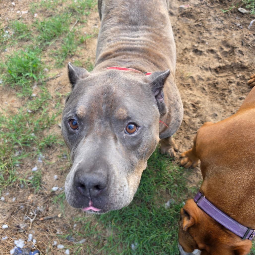 Junior, a Adoptable American Staffordshire Terrier in Melrose, FL image 6/6