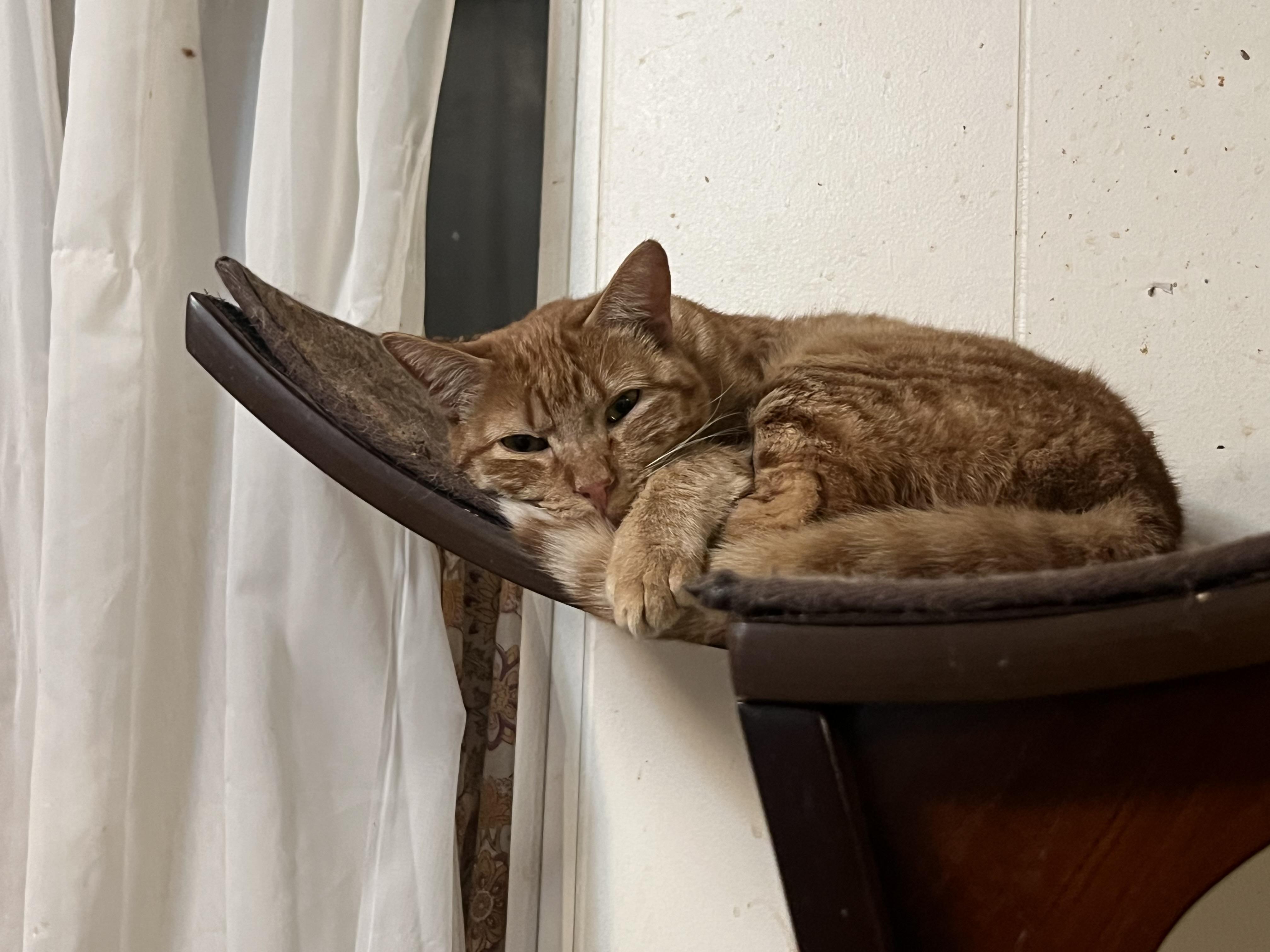 Tabouli , ADOPTABLE, Adult Male Tiger.