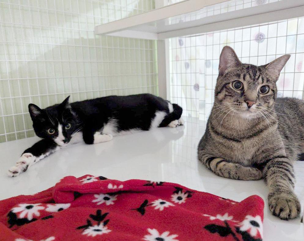 Kenny & Reba, adoptable, Adult Male Domestic Short Hair.