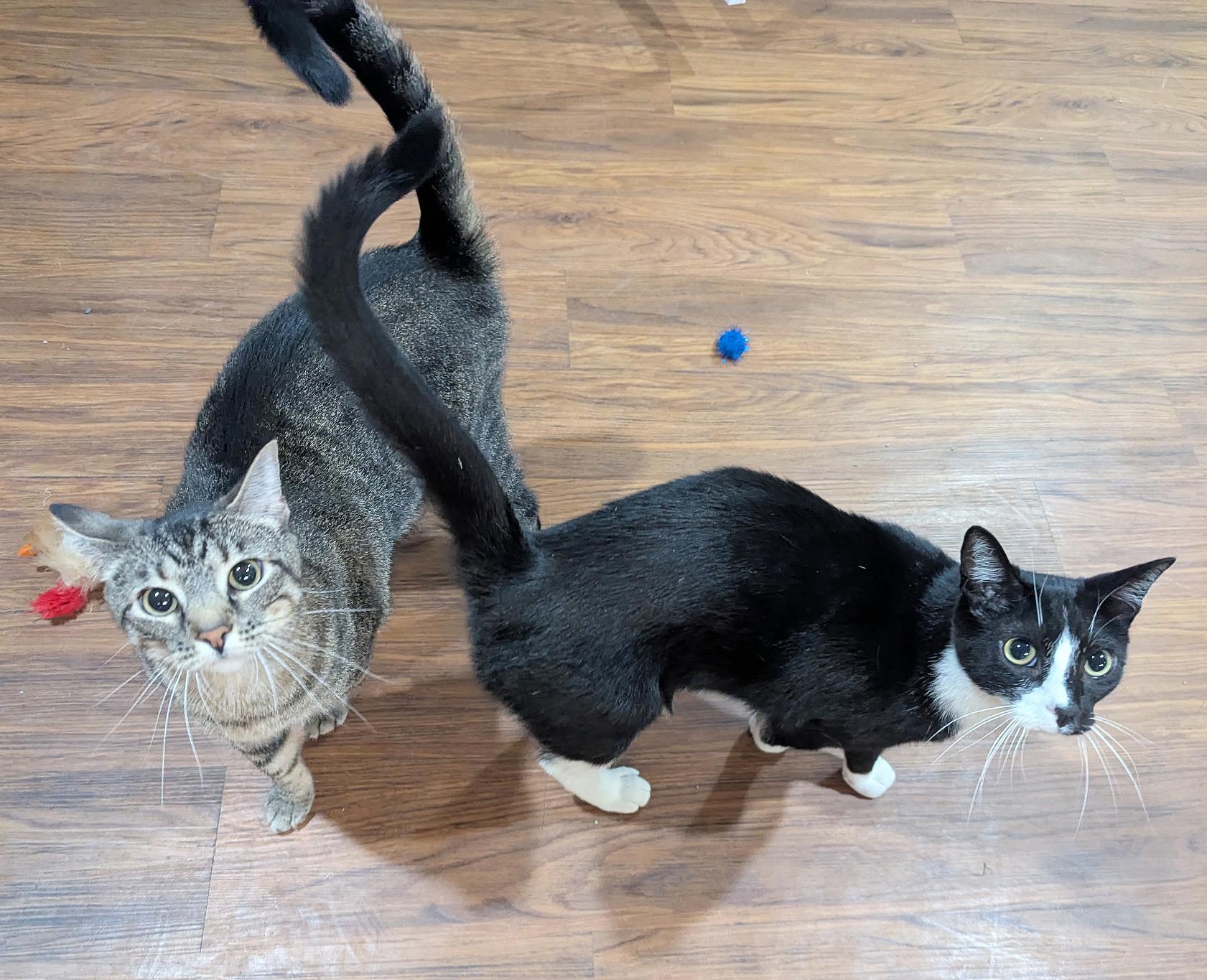 Enlarge Kenny & Reba, an adoptable Domestic Short Hair in Parkville, MO image 1/6