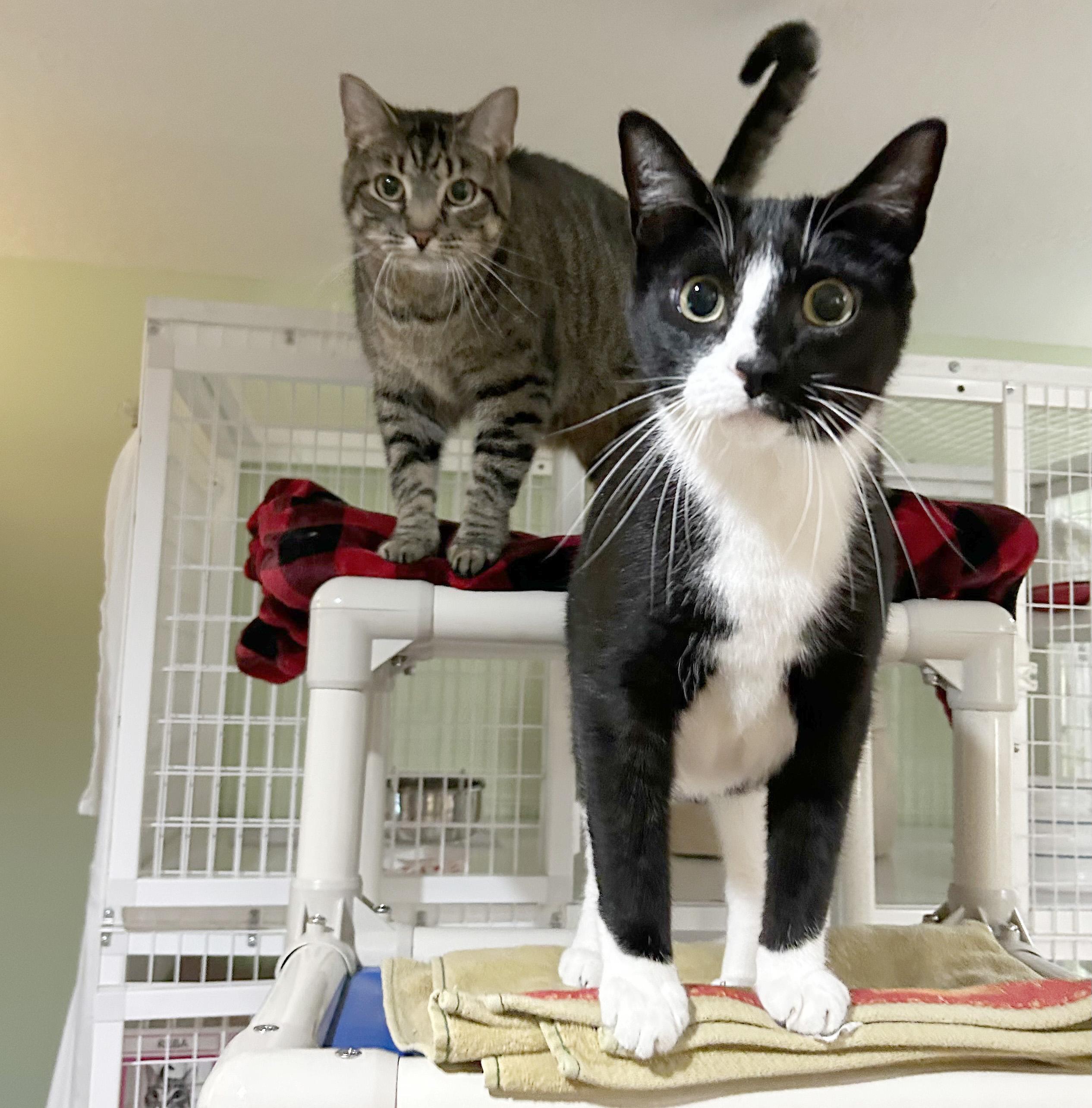 Kenny & Reba, an adoptable Domestic Short Hair in Parkville, MO image 1/6