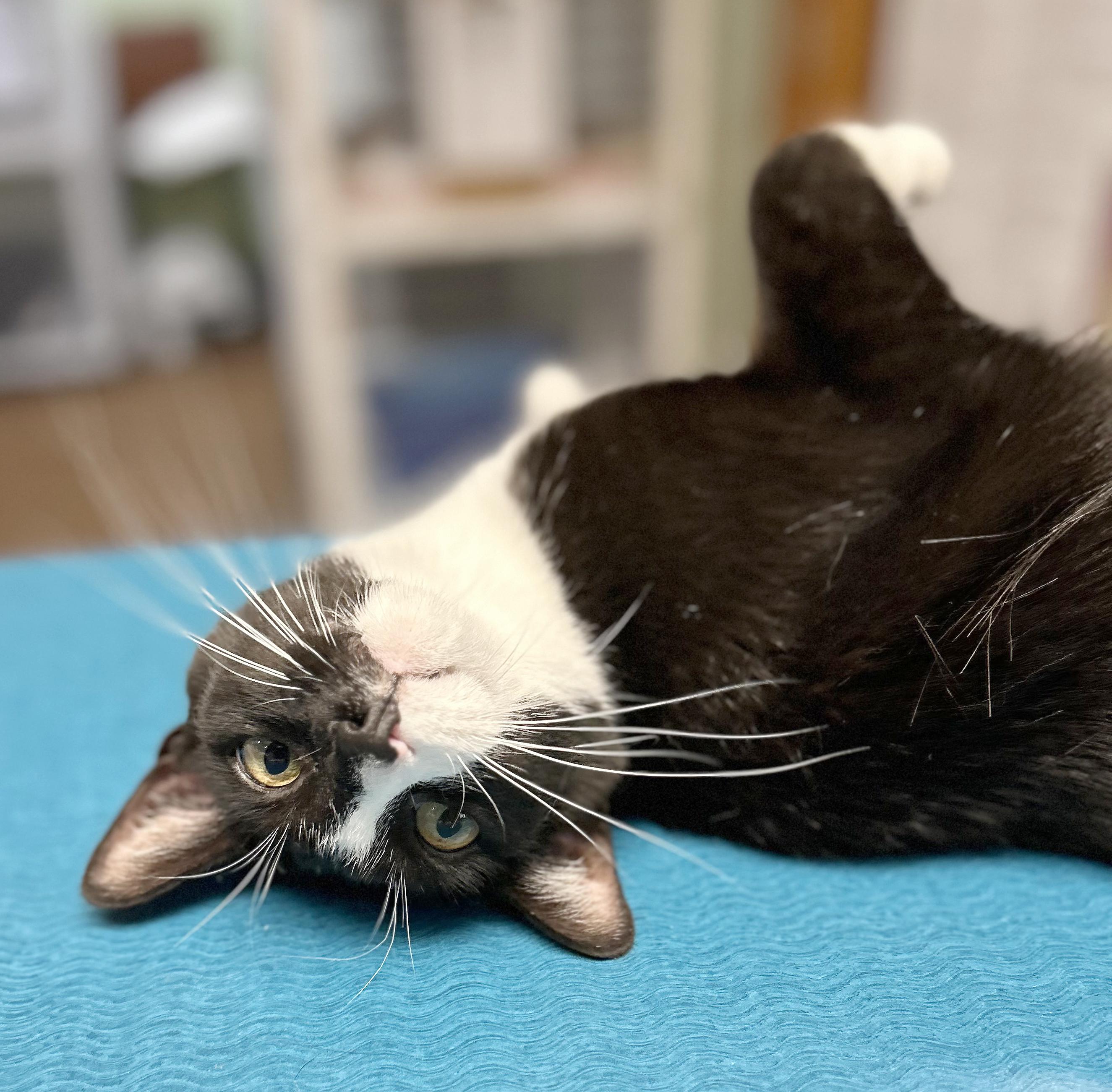 Enlarge Kenny & Reba, a Adoptable Domestic Short Hair in Parkville, MO image 4/6