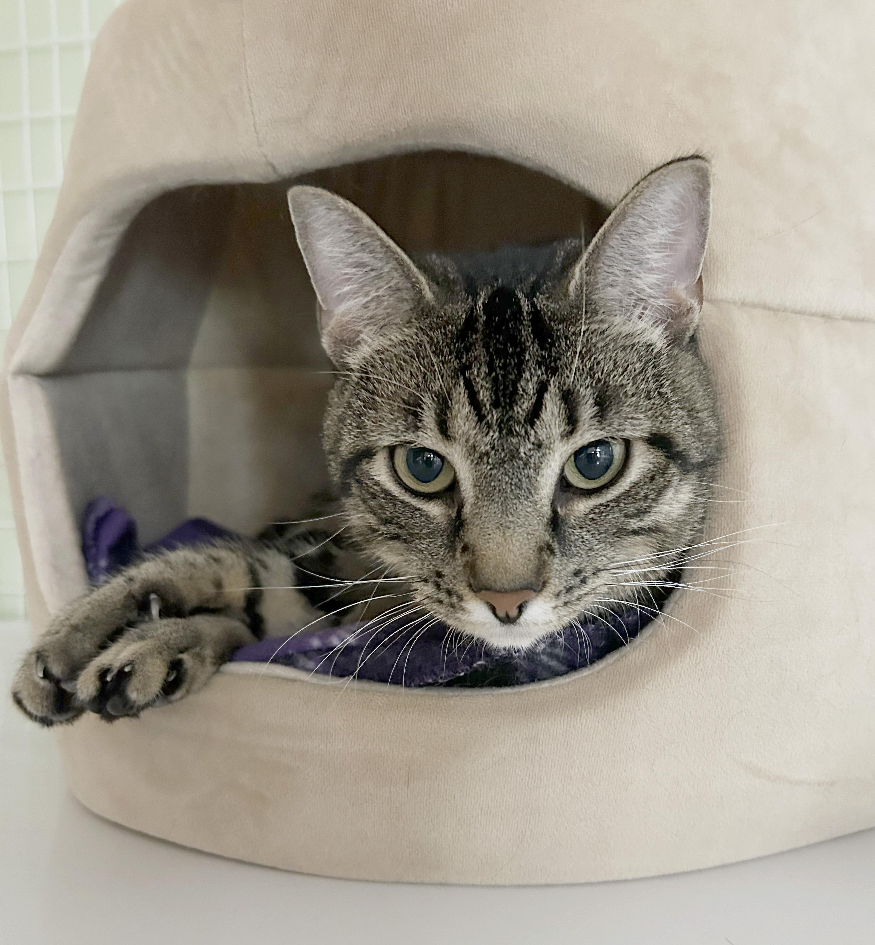Kenny & Reba, an adoptable Domestic Short Hair in Parkville, MO image 5/6