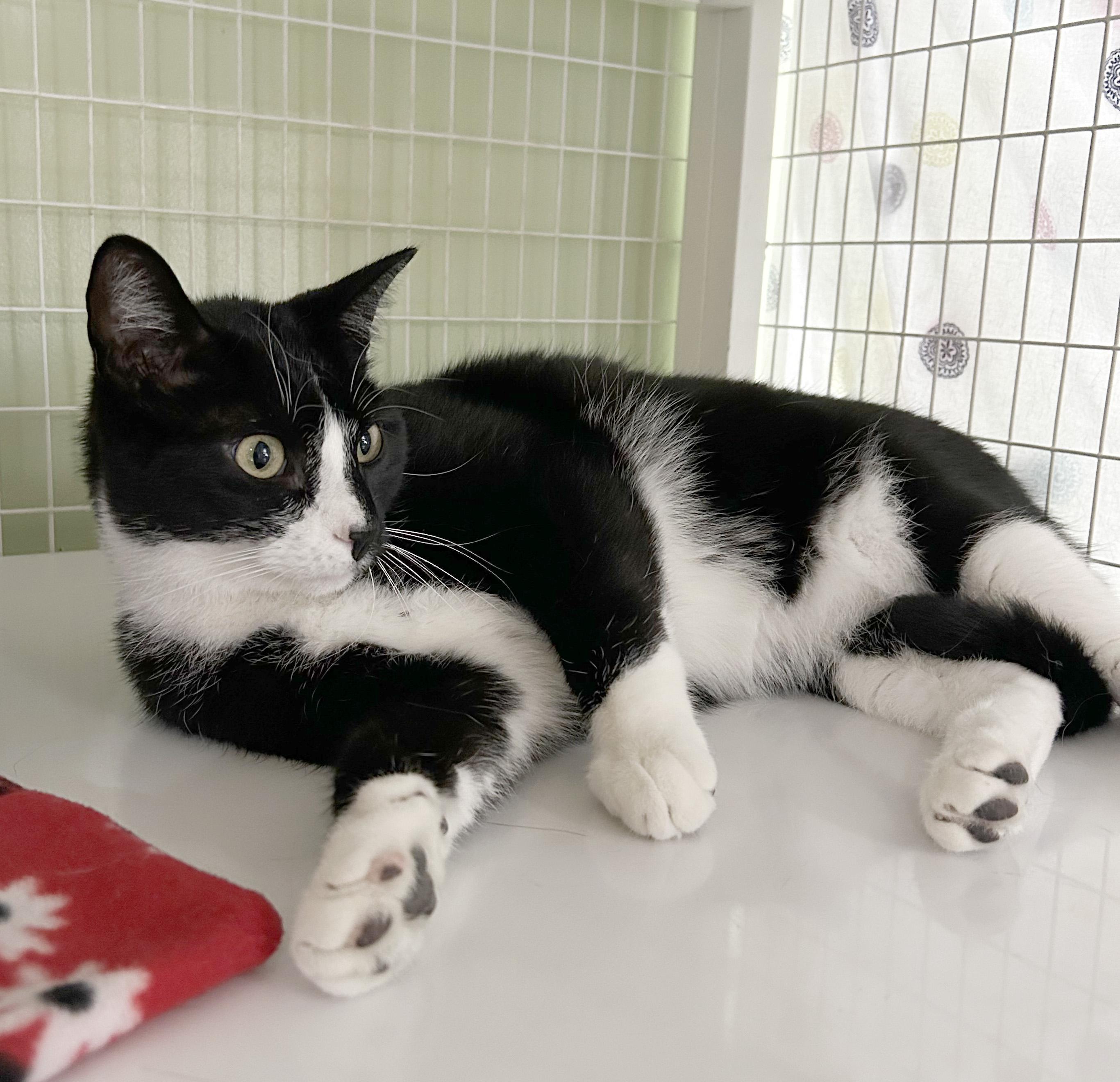 Enlarge Kenny & Reba, an adoptable Domestic Short Hair in Parkville, MO image 6/6