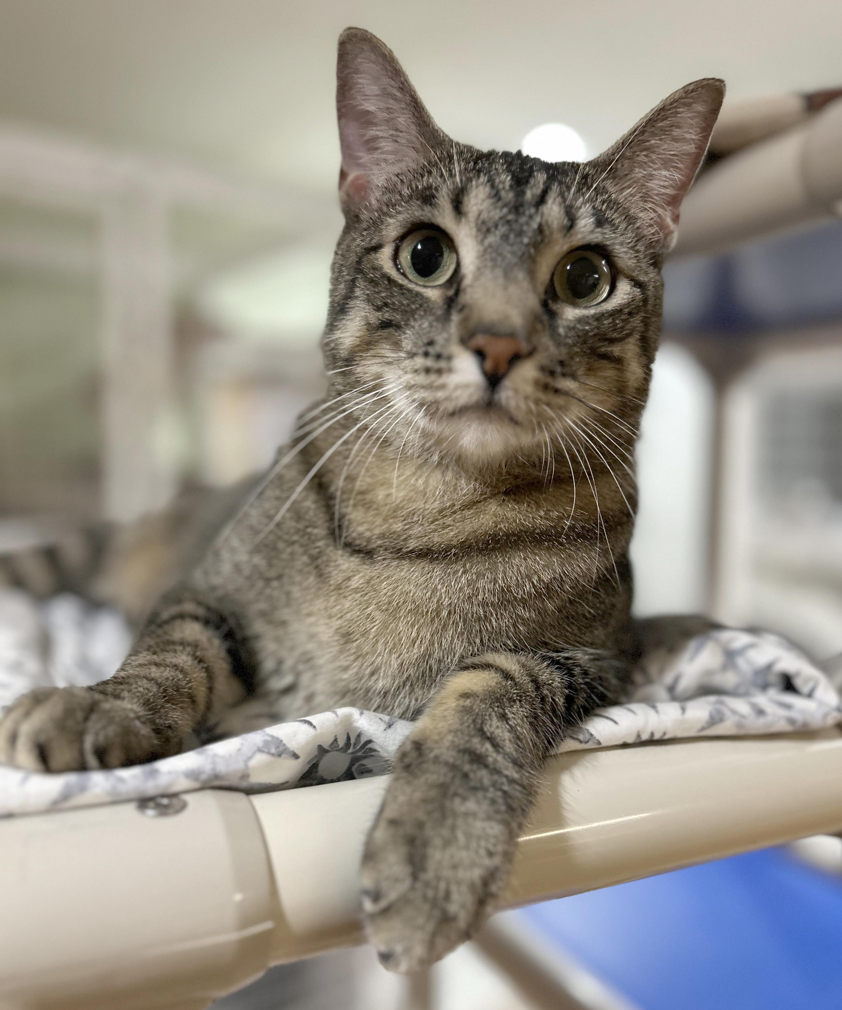 Enlarge Kenny & Reba, a Adoptable Domestic Short Hair in Parkville, MO image 3/6
