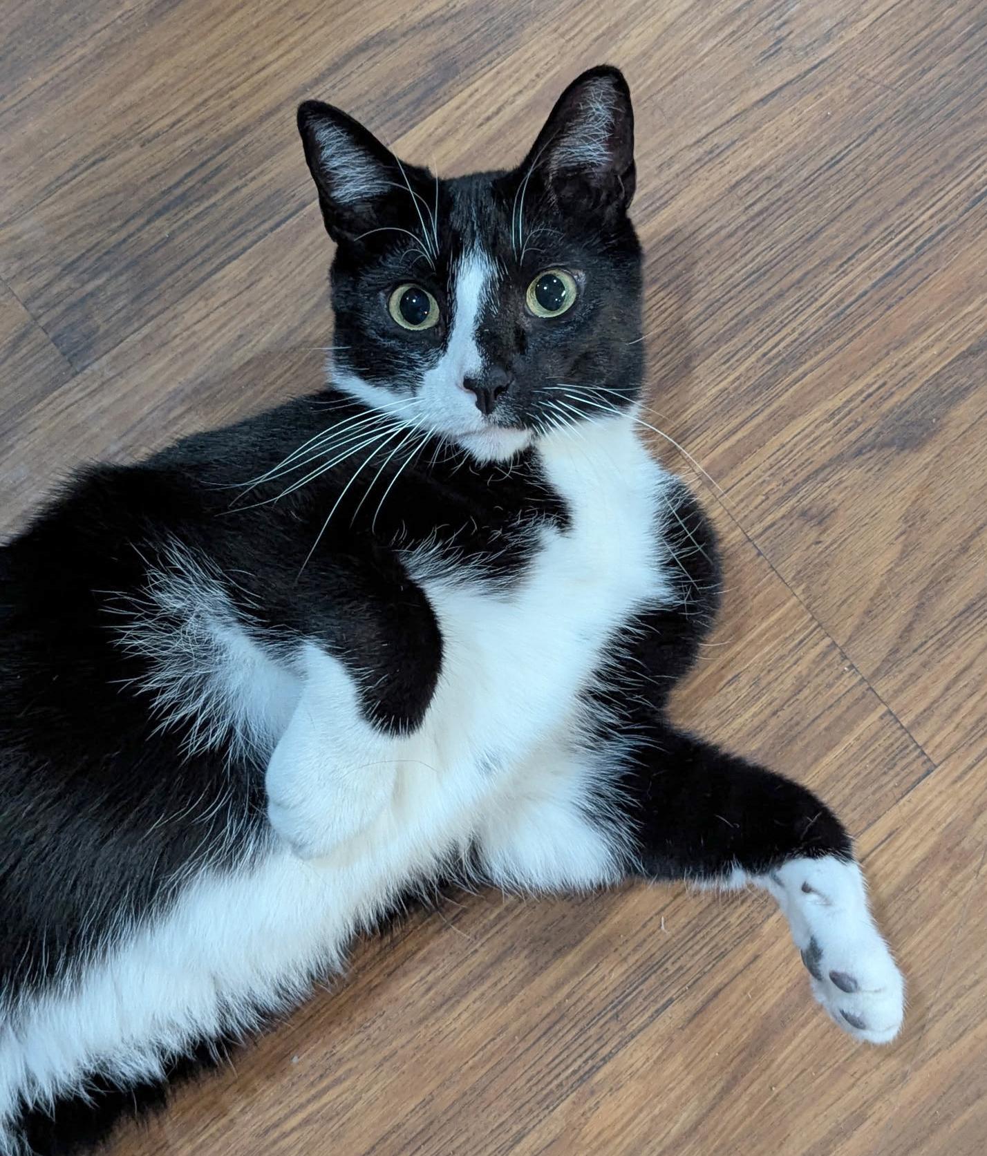 Enlarge Kenny & Reba, a Adoptable Domestic Short Hair in Parkville, MO image 6/6