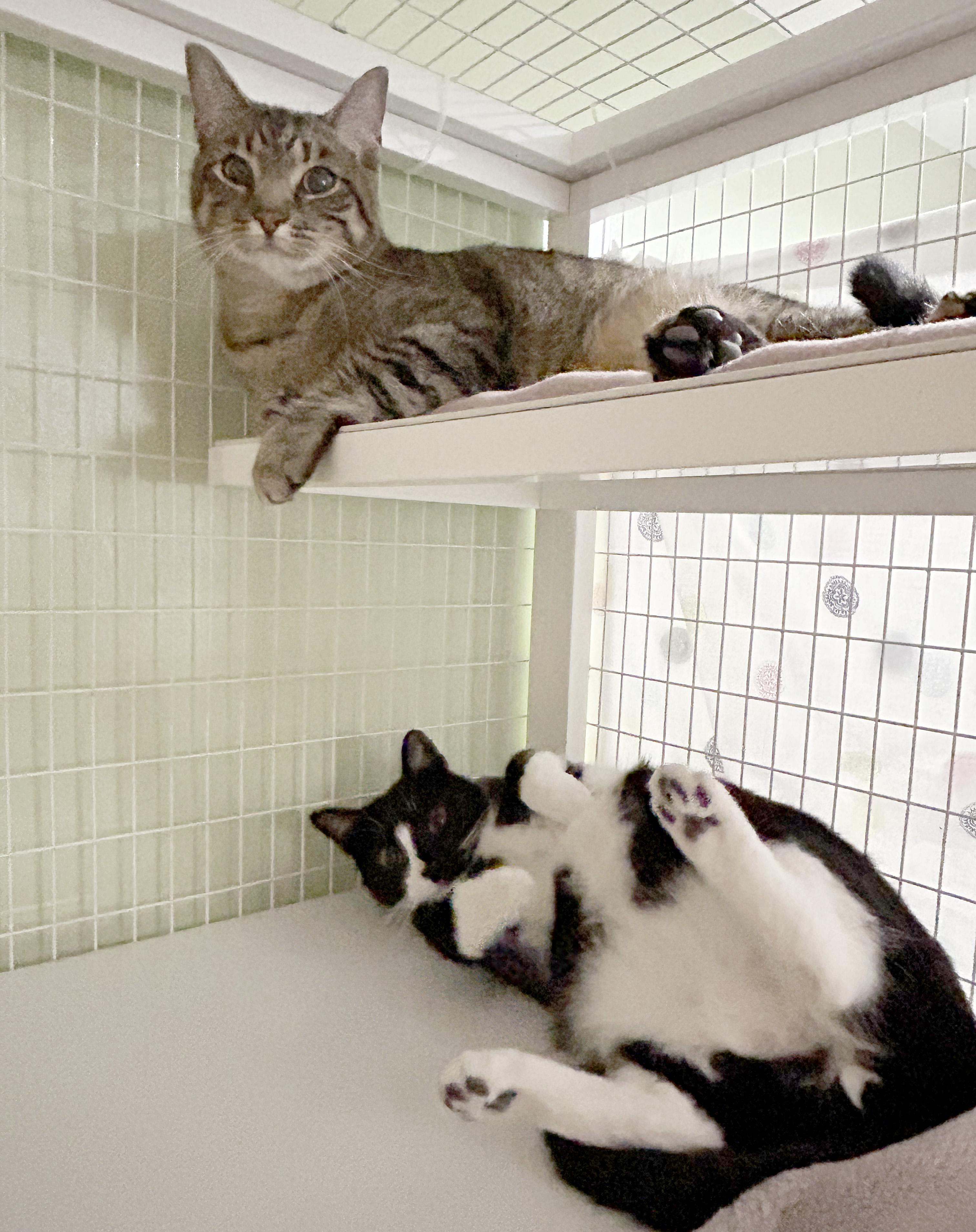 Enlarge Kenny & Reba, an adoptable Domestic Short Hair in Parkville, MO image 2/6
