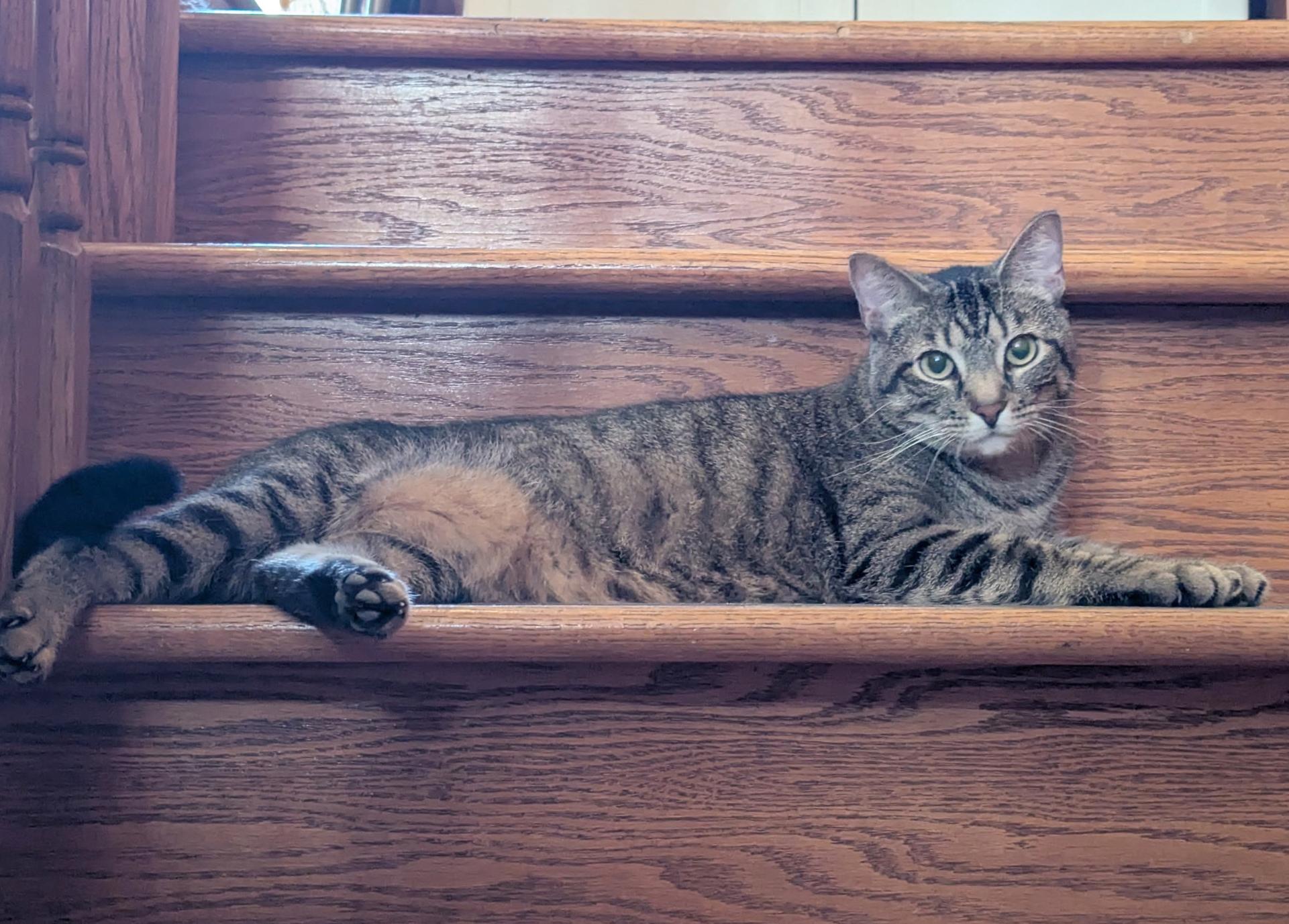 Enlarge Kenny & Reba, a Adoptable Domestic Short Hair in Parkville, MO image 5/6