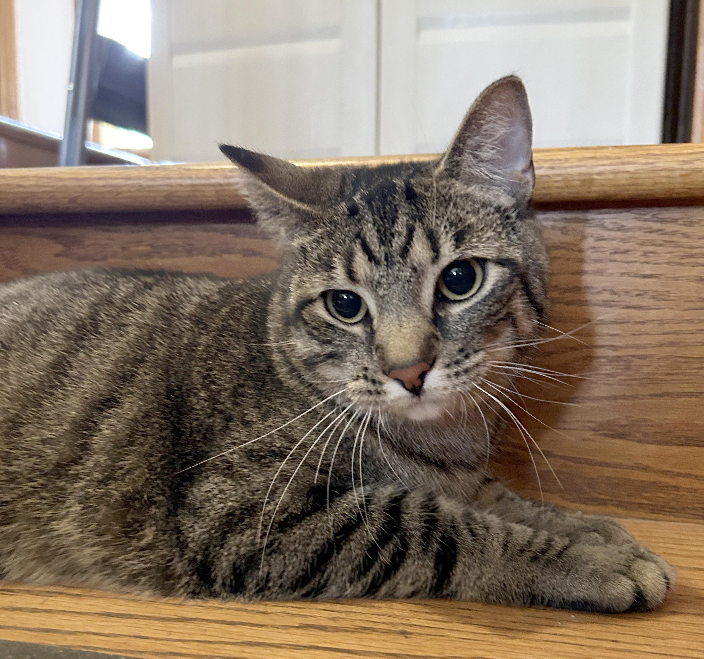 Enlarge Kenny & Reba, an adoptable Domestic Short Hair in Parkville, MO image 5/6