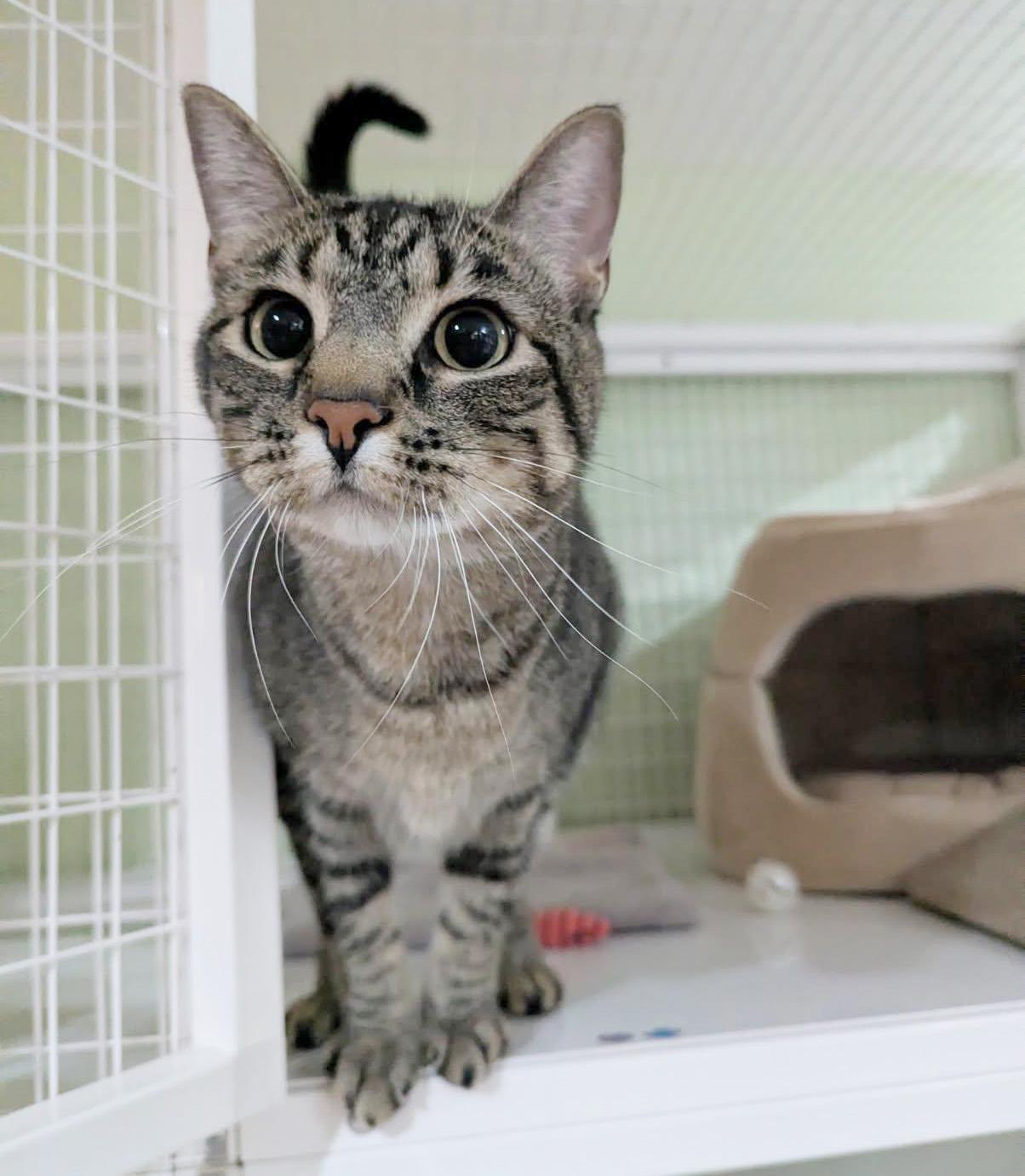 Enlarge Kenny & Reba, an adoptable Domestic Short Hair in Parkville, MO image 3/6
