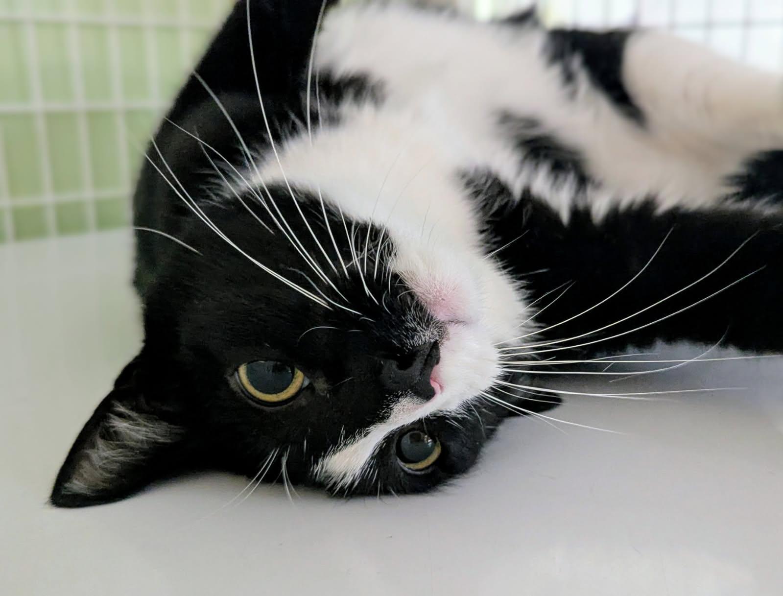 Enlarge Kenny & Reba, an adoptable Domestic Short Hair in Parkville, MO image 4/6