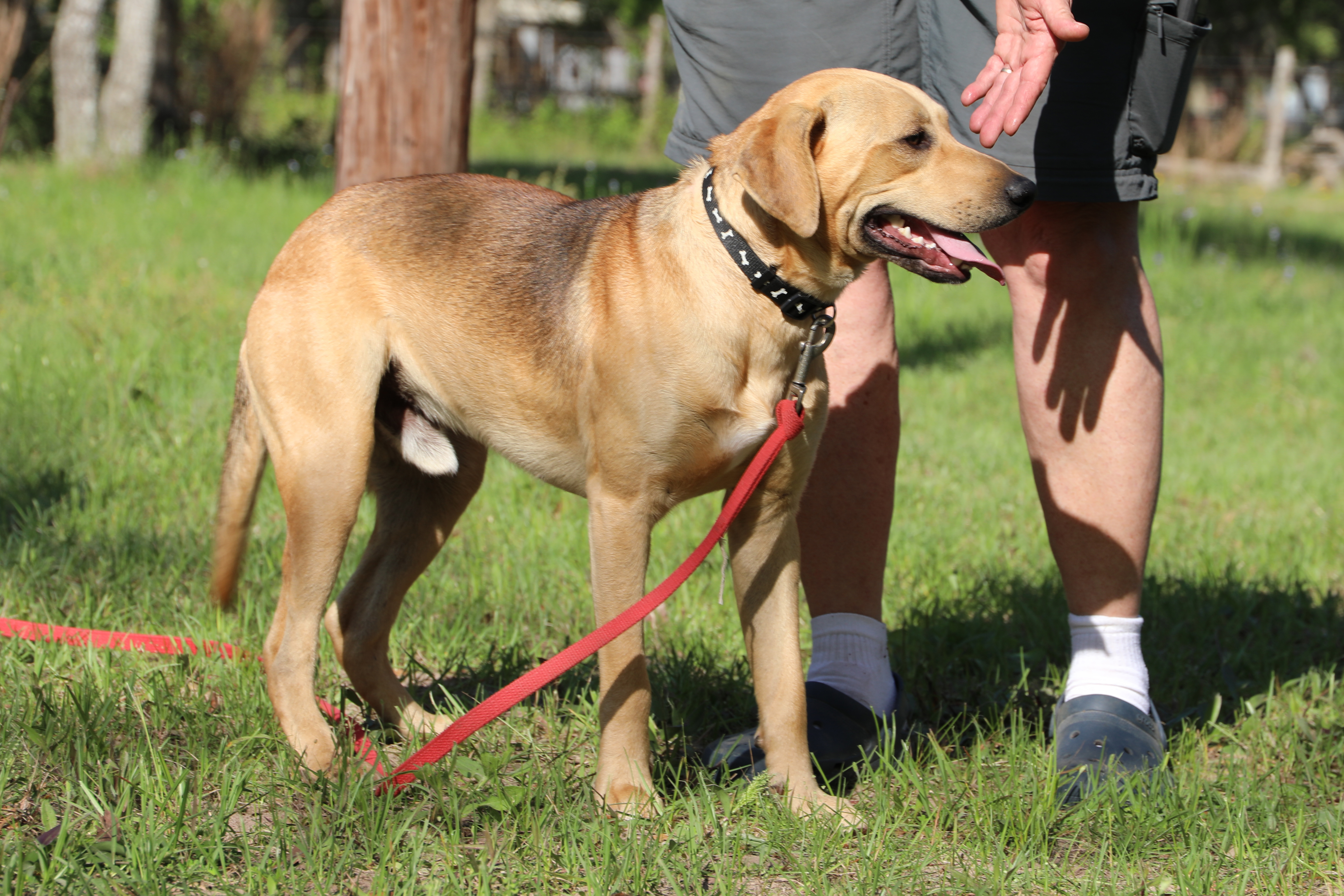 Vaughn, Adoptable, Young Male Hound & Labrador Retriever.