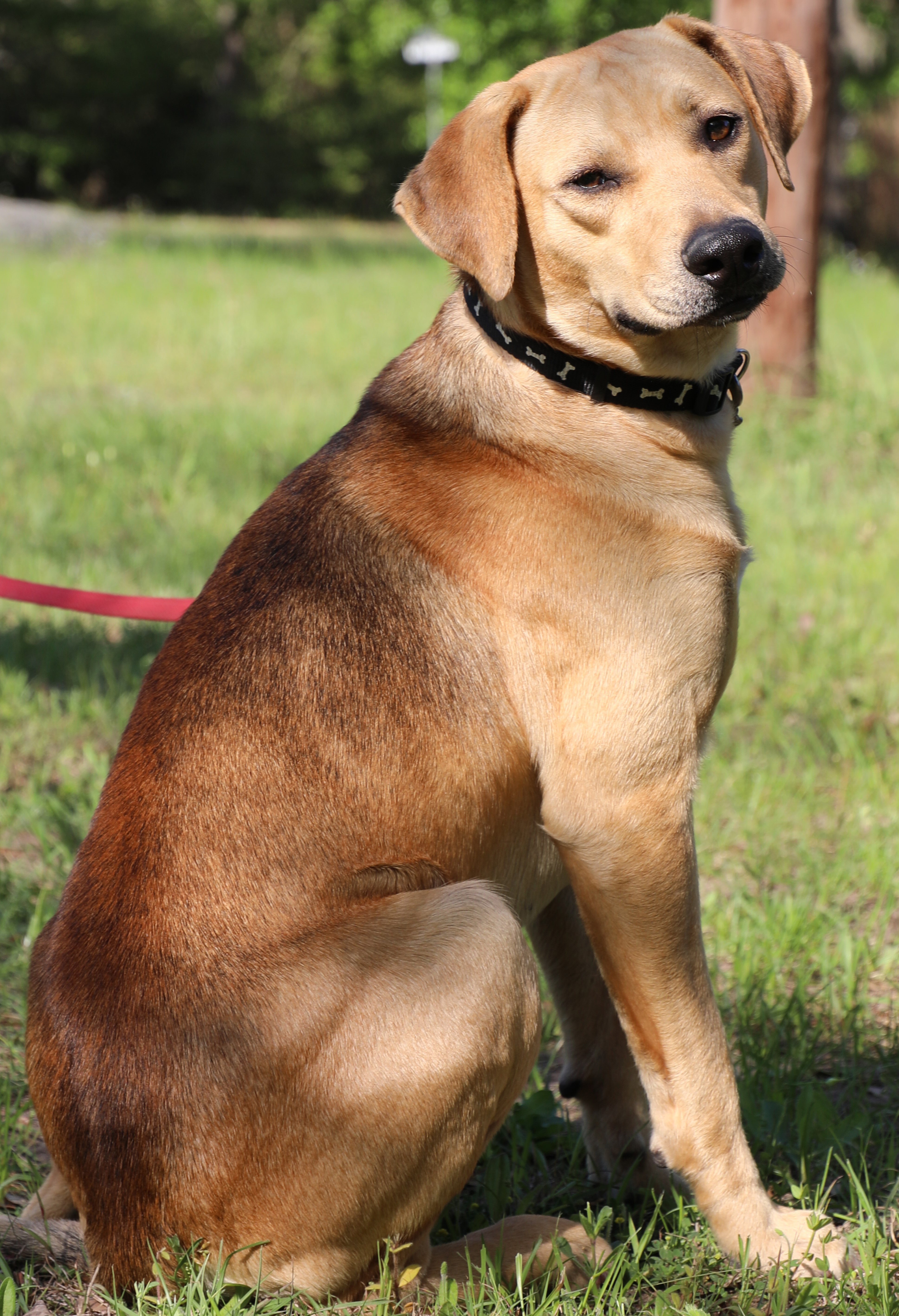 Enlarge Vaughn, a Adoptable mixed breed in Sheridan, TX image 2/12