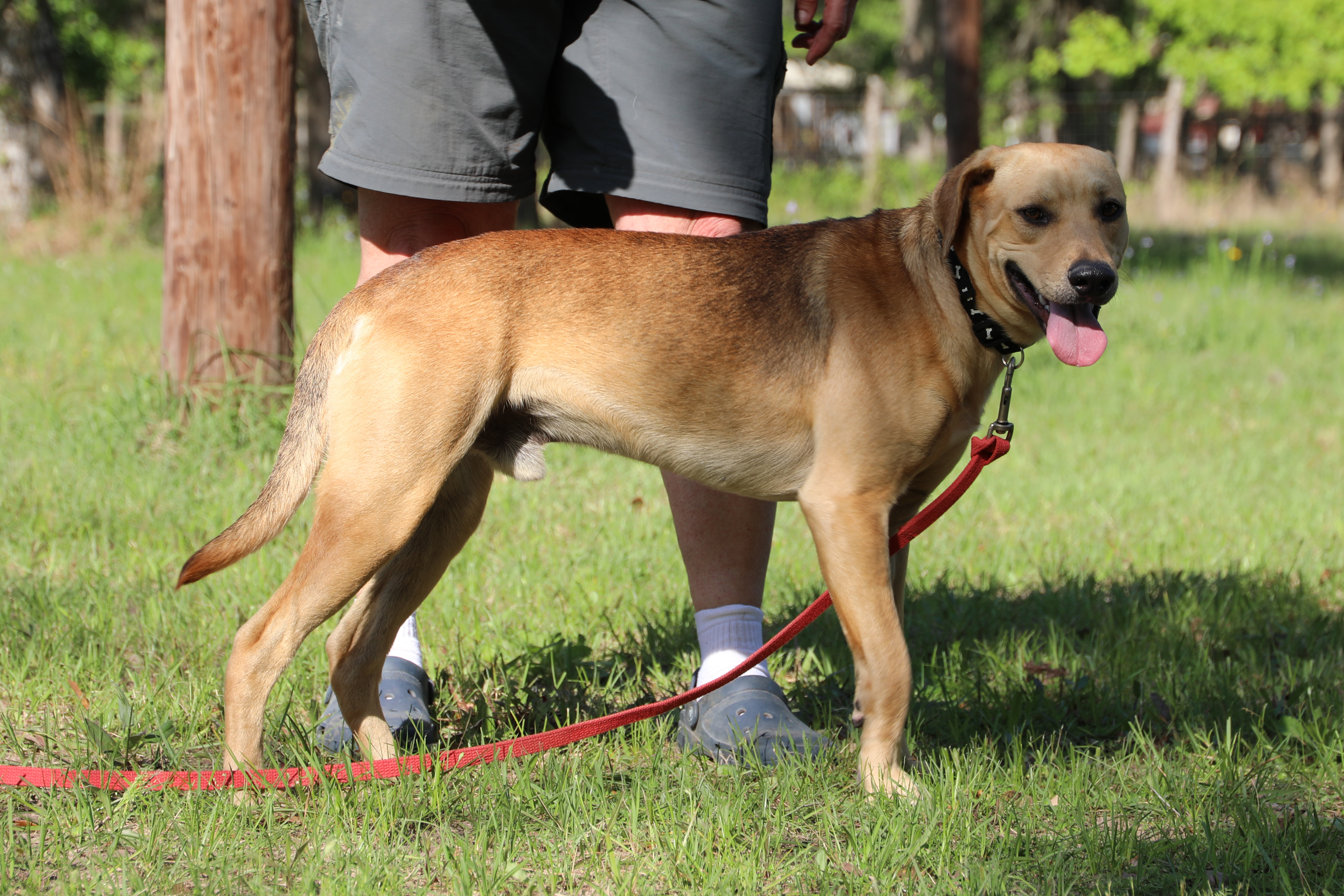 Enlarge Vaughn, a Adoptable mixed breed in Sheridan, TX image 3/12