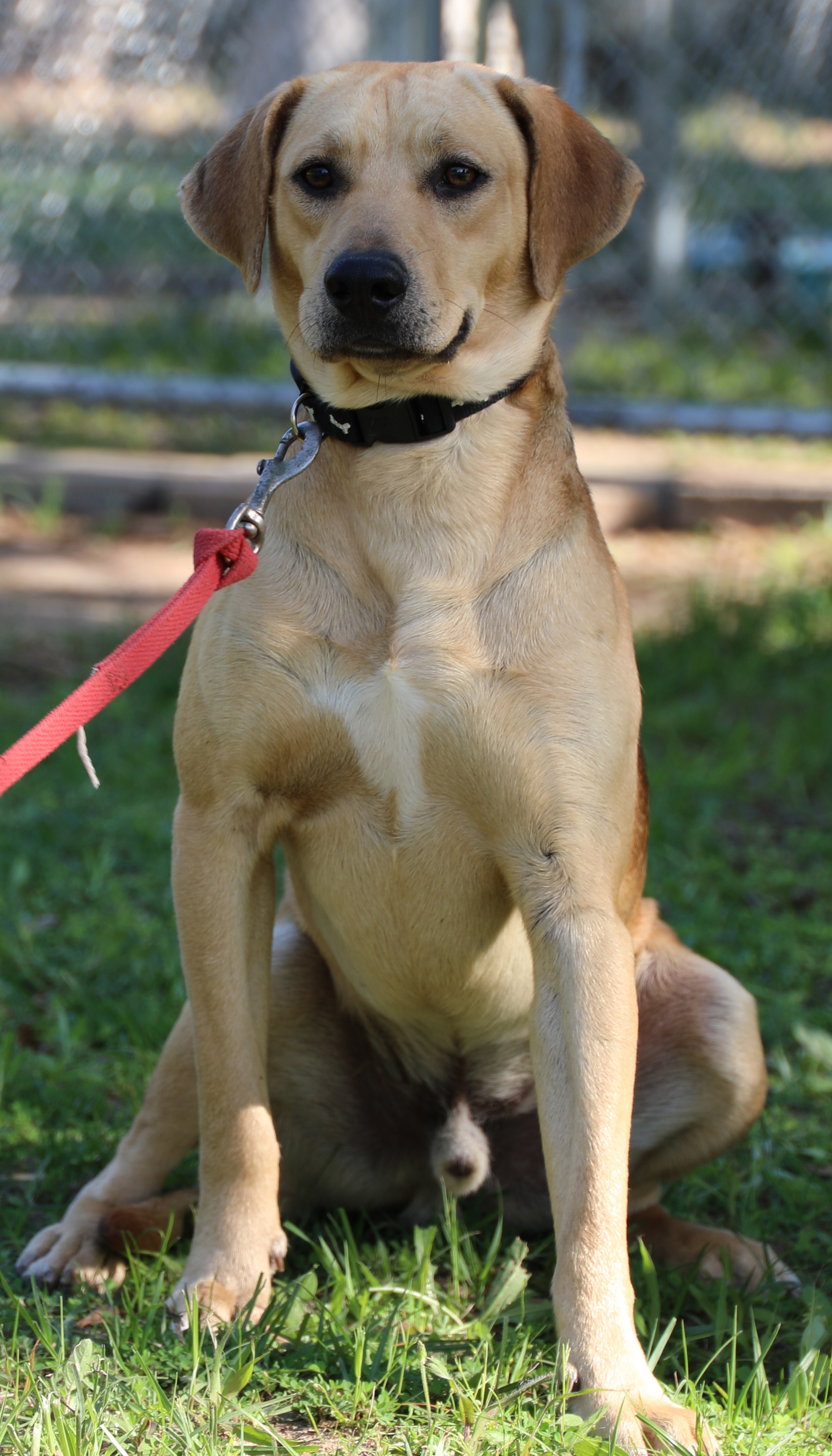 Enlarge Vaughn, a Adoptable mixed breed in Sheridan, TX image 4/12