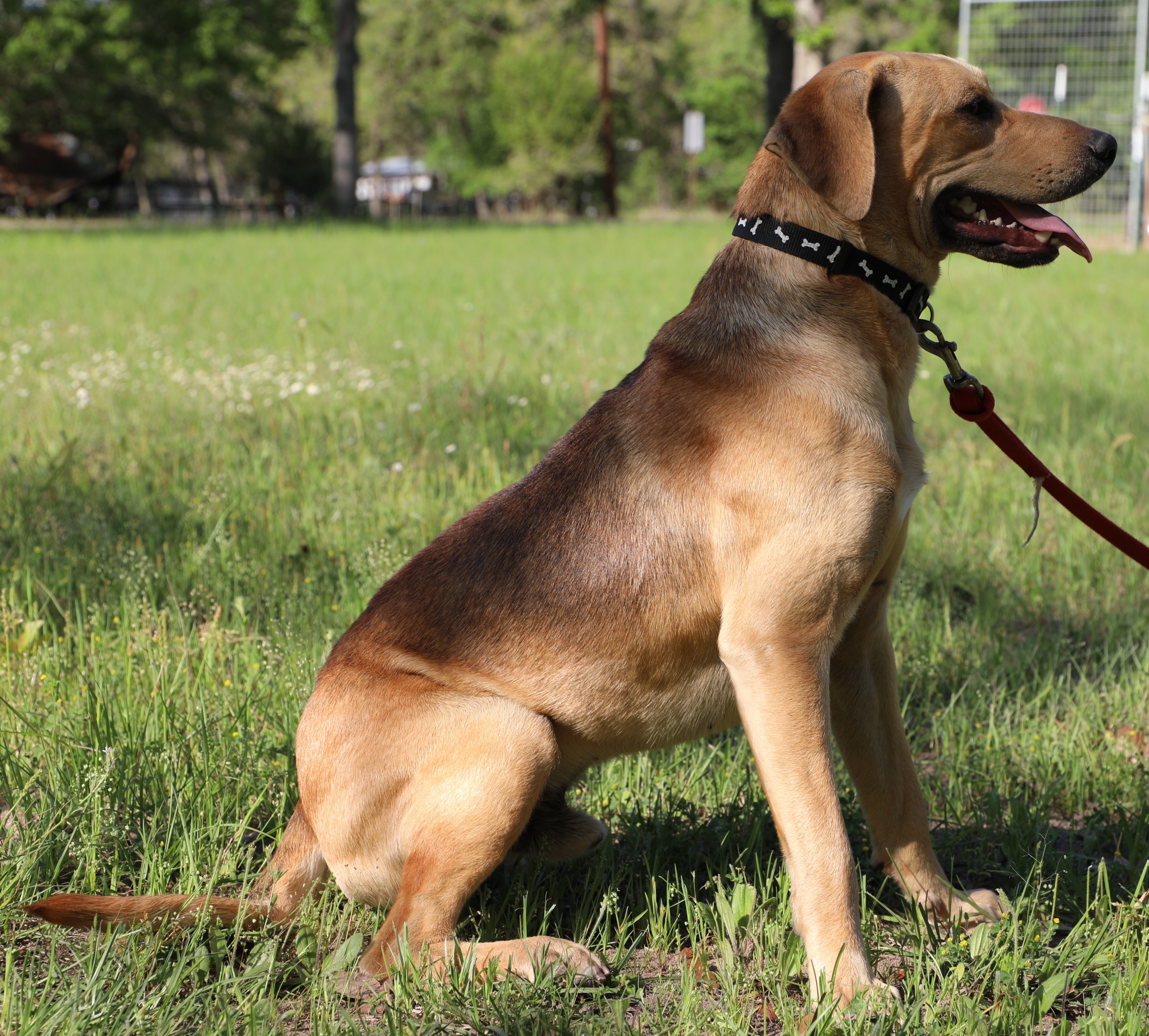 Enlarge Vaughn, a Adoptable mixed breed in Sheridan, TX image 5/12