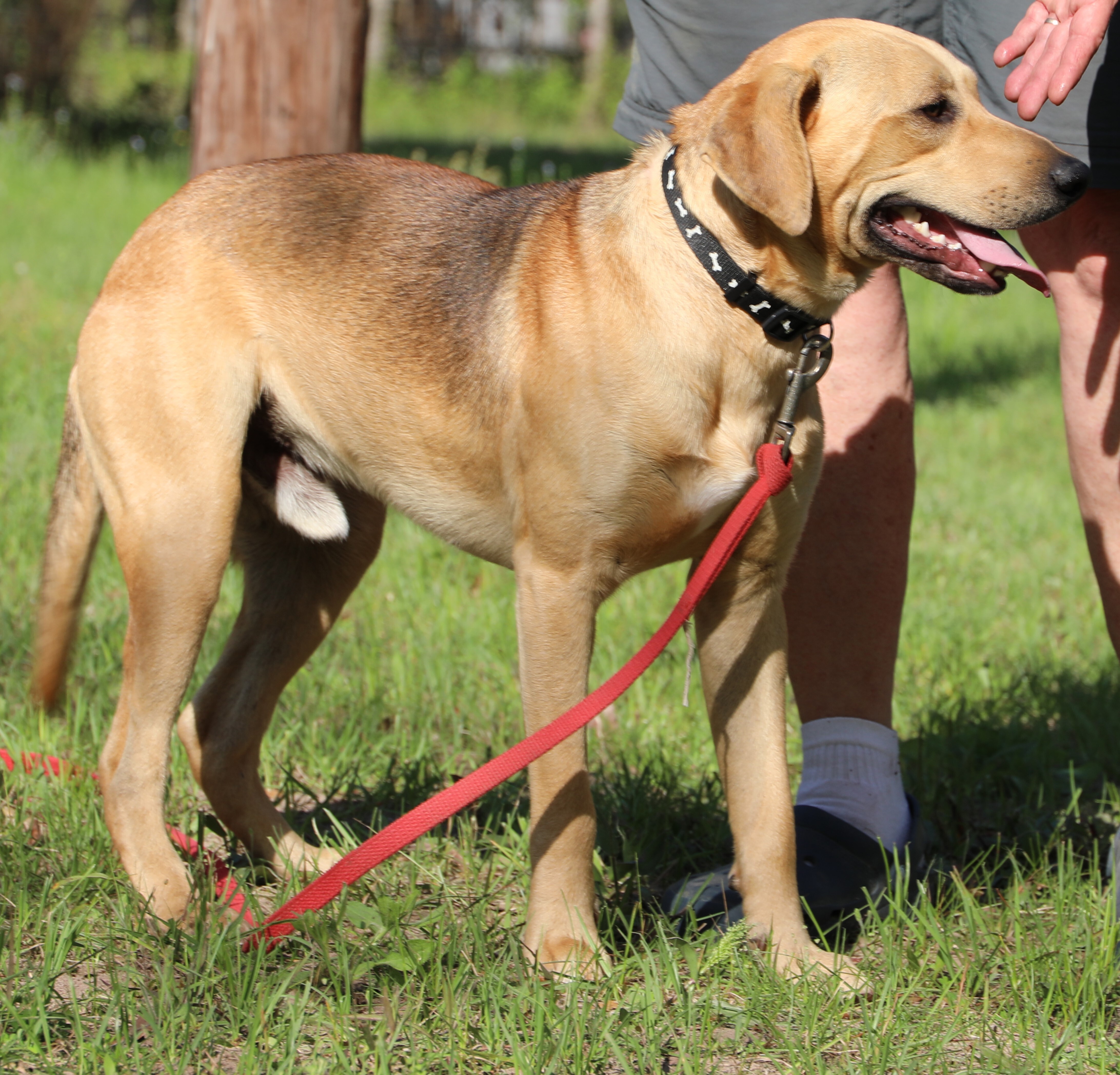 Enlarge Vaughn, a Adoptable mixed breed in Sheridan, TX image 6/12
