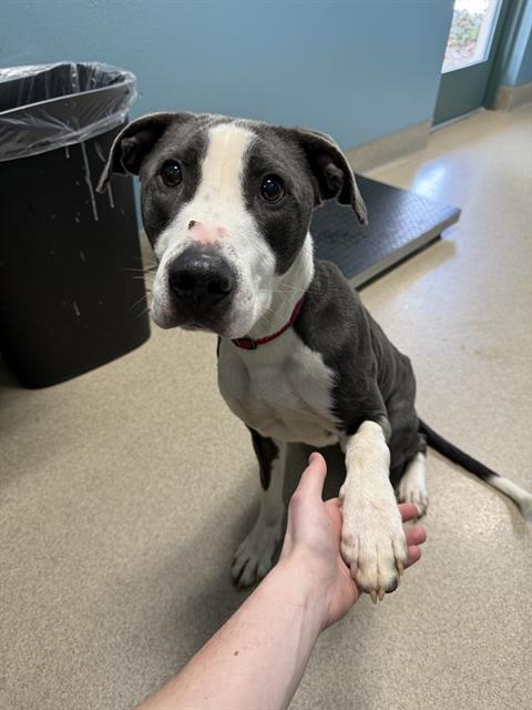 ERNEST, Adoptable, Young Male Hound & Mixed Breed.