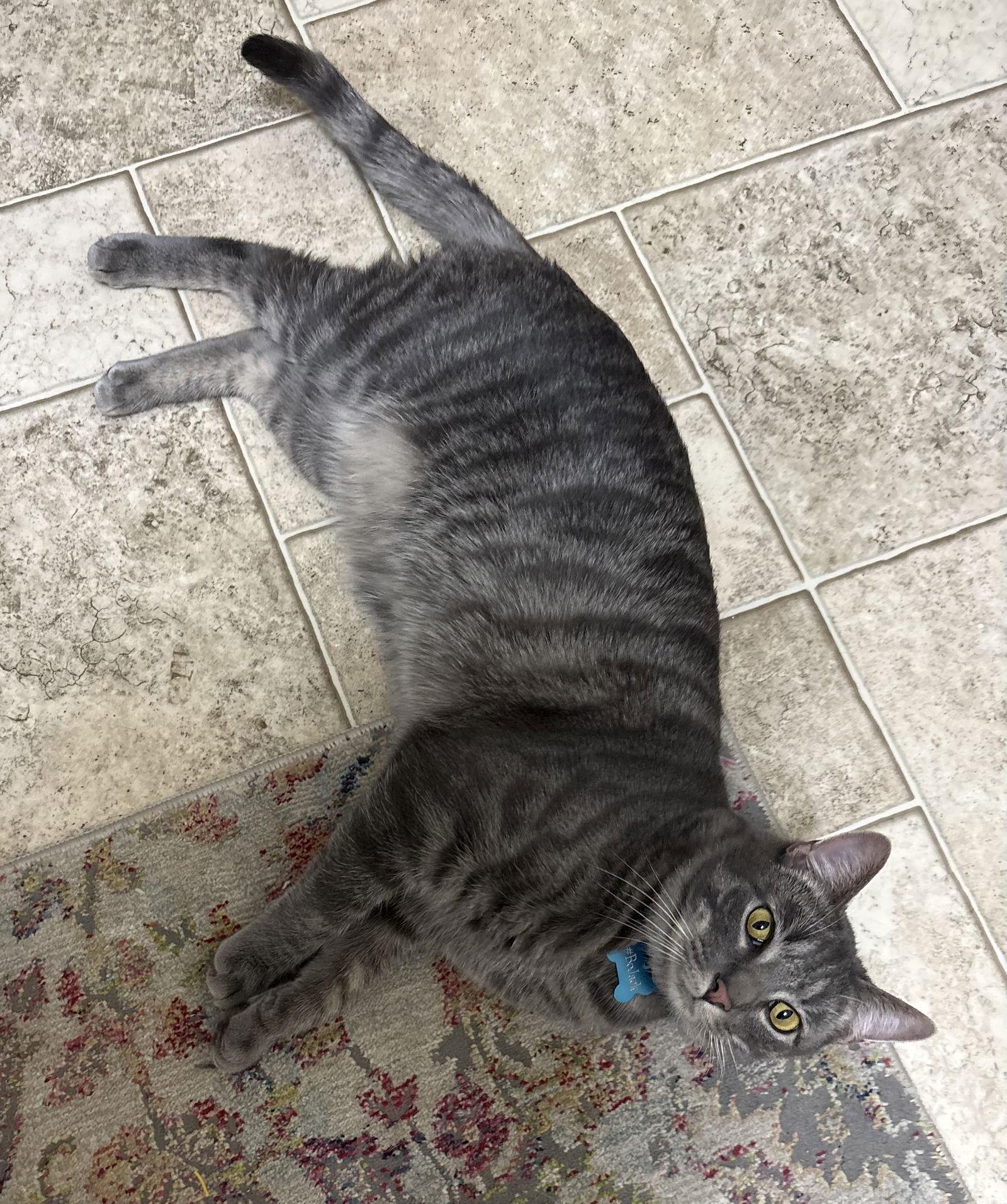 Enlarge Bojack, a Adoptable mixed breed in Oxford, MS image 1/3