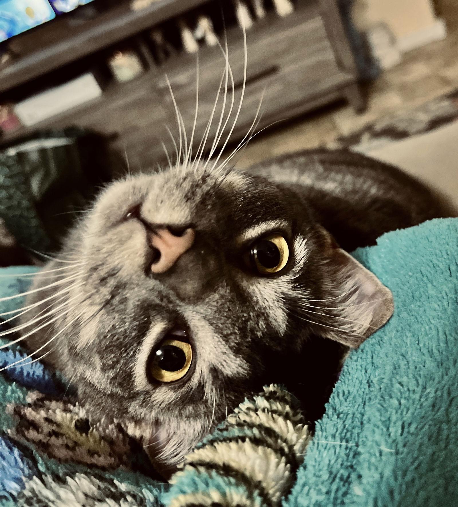 Enlarge Bojack, a Adoptable mixed breed in Oxford, MS image 2/3