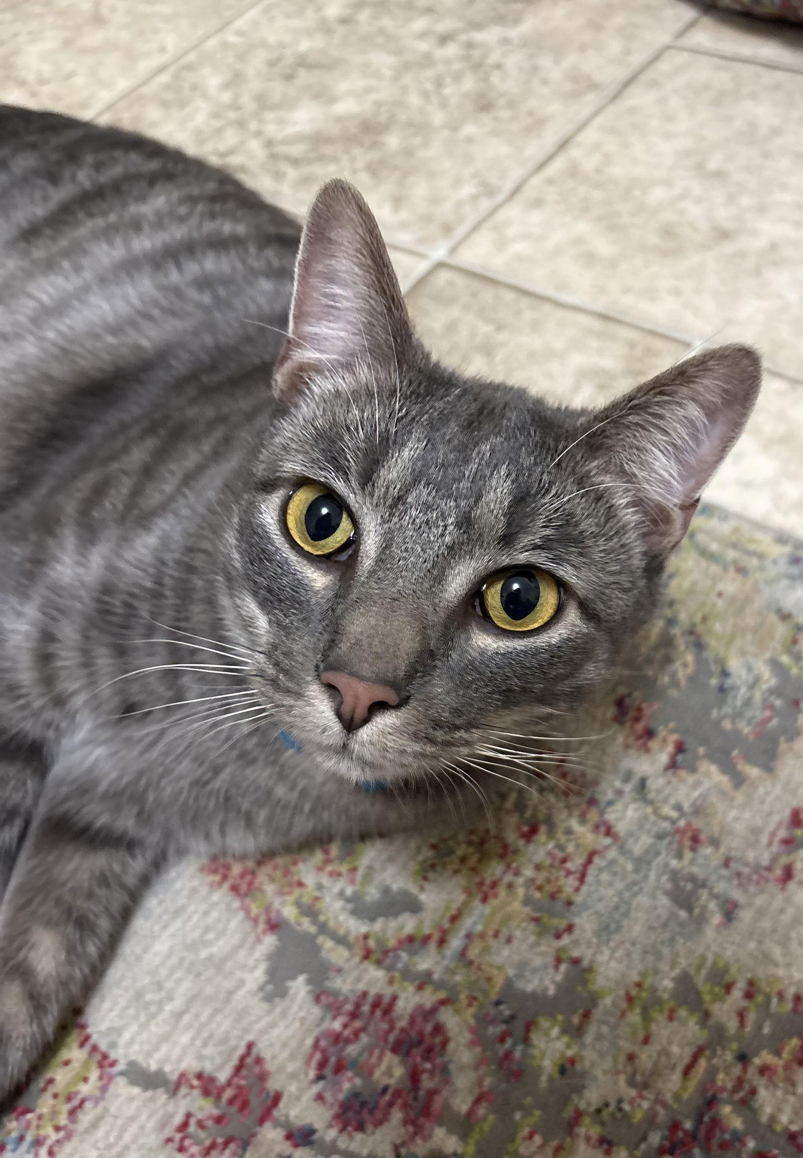 Enlarge Bojack, a Adoptable mixed breed in Oxford, MS image 3/3