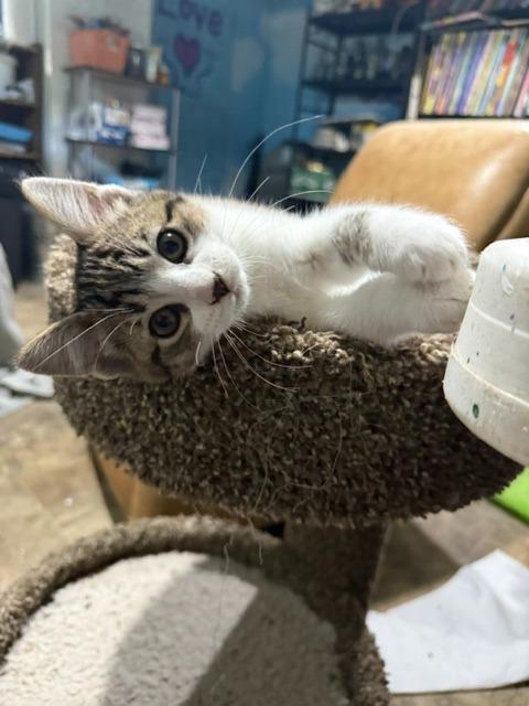 Pretzel, Adoptable, Kitten Male American Curl.