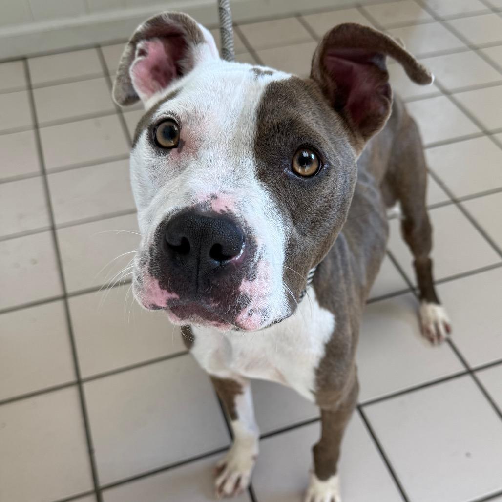 Bella — thumbnail 2