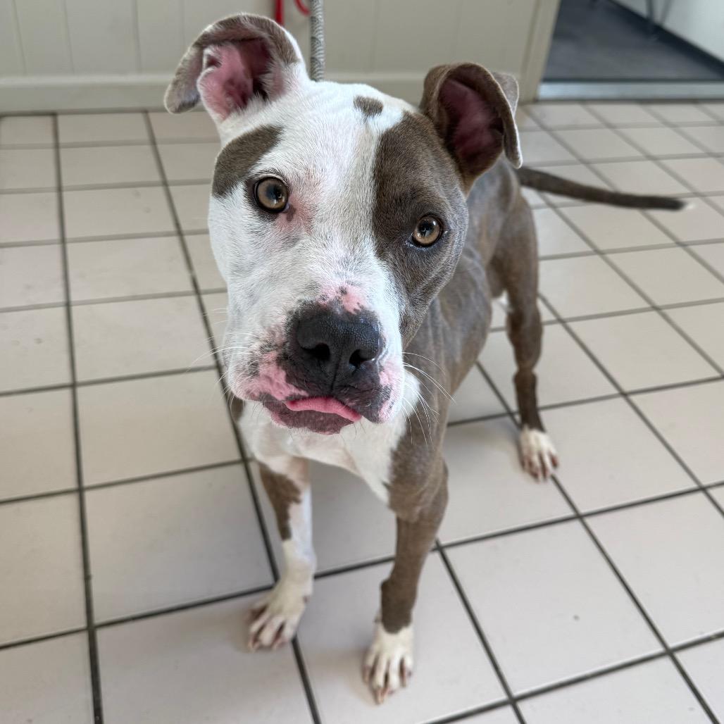 Bella — thumbnail 3